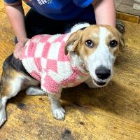 Shortcake, ADOPTABLE, Young Female Basset Hound.