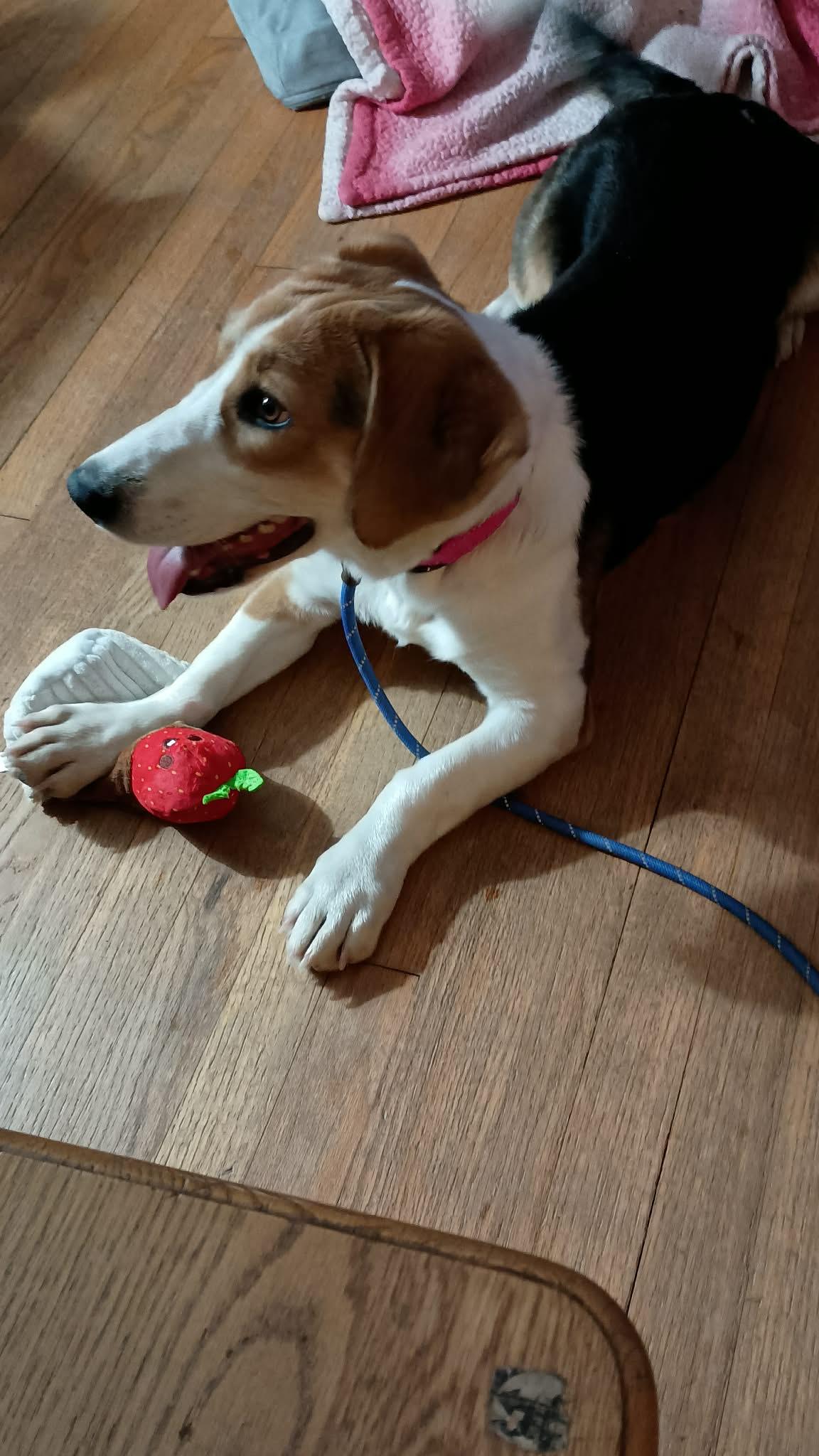 Enlarge Shortcake, a ADOPTABLE Basset Hound in Albany, NY image 3/3