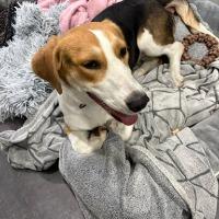 Enlarge Shortcake, a ADOPTABLE Basset Hound in Albany, NY image 2/3