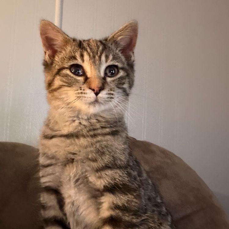 Enlarge Ashley, a Adoptable Tabby in Midland, MI image 3/3