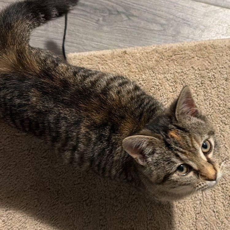 Enlarge Ashley, a Adoptable Tabby in Midland, MI image 2/3