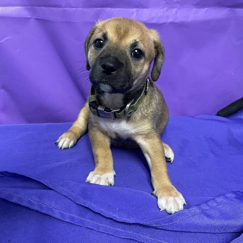 Orrisa, Adoptable, Puppy Female Shepherd & Mixed Breed.