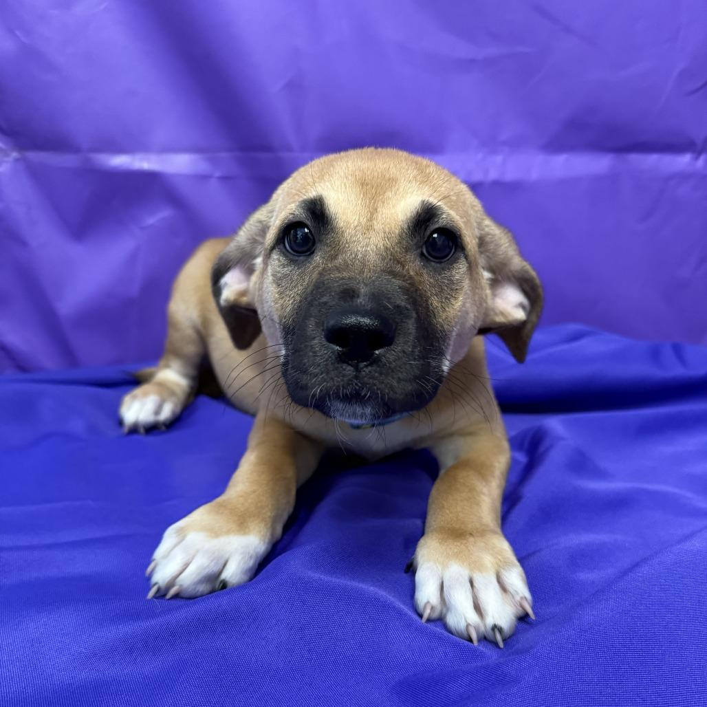 Orrisa, a Adoptable mixed breed in North Myrtle Beach, SC image 2/2