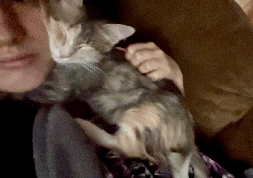 Enlarge Pixie, an adopted mixed breed in Warwick, RI image 4/6