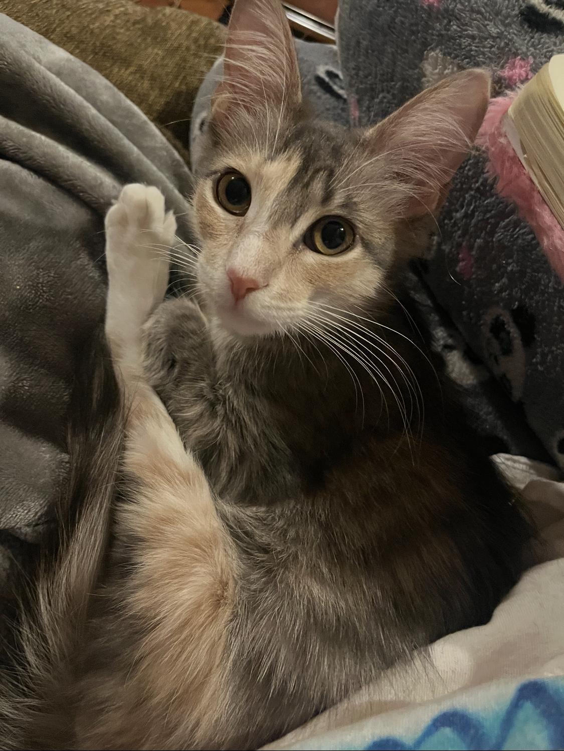 Enlarge Pixie, an adopted mixed breed in Warwick, RI image 6/6