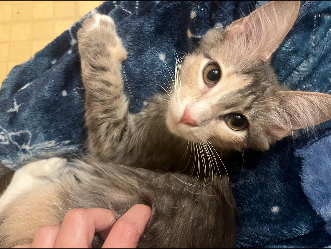 Enlarge Pixie, an adopted mixed breed in Warwick, RI image 3/6