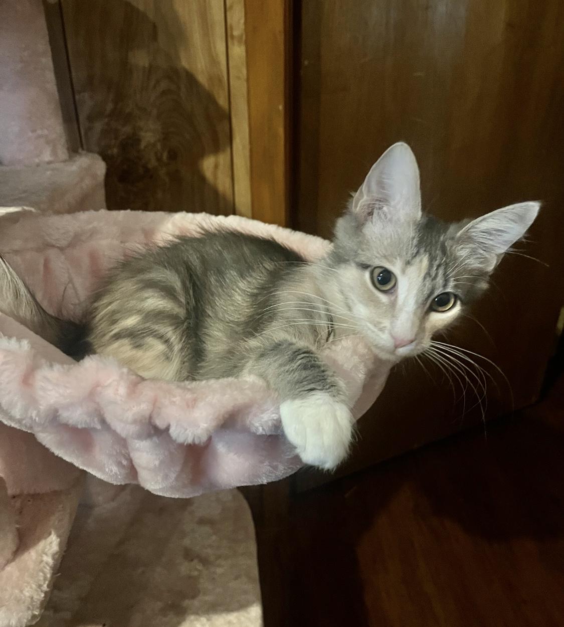 Enlarge Pixie, an adopted mixed breed in Warwick, RI image 1/6