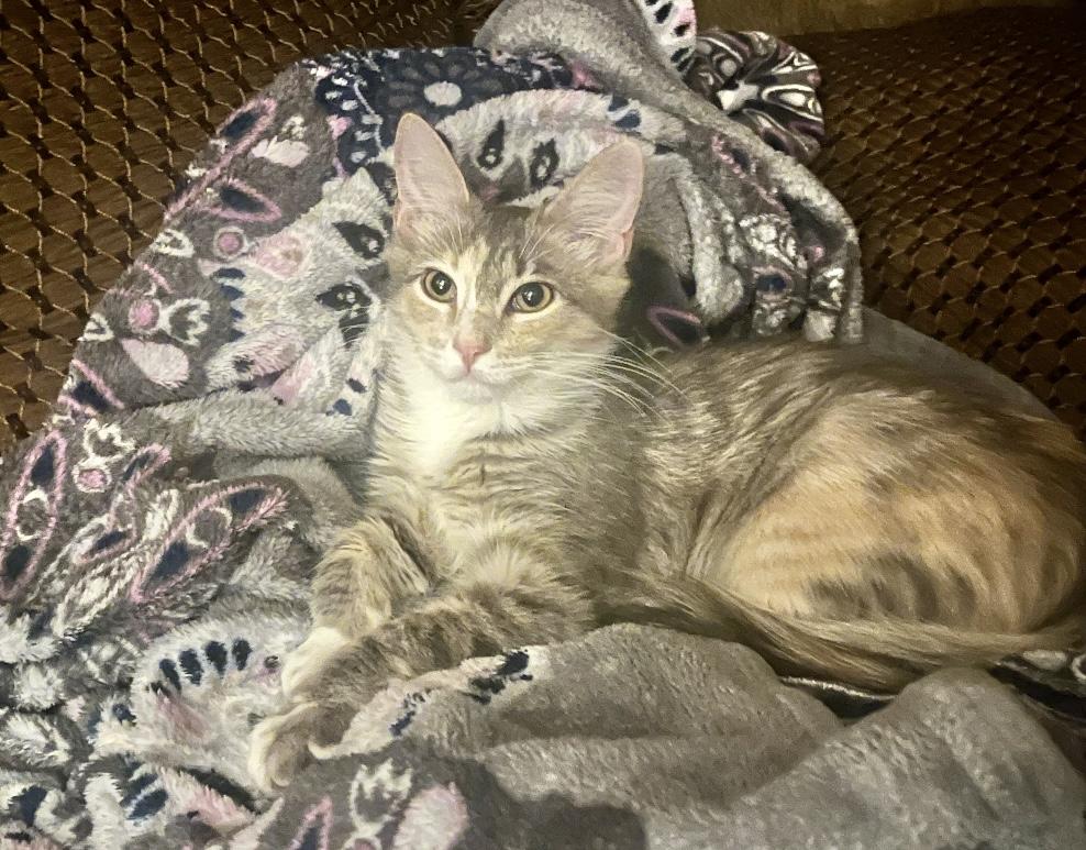 Enlarge Pixie, an adopted mixed breed in Warwick, RI image 5/6