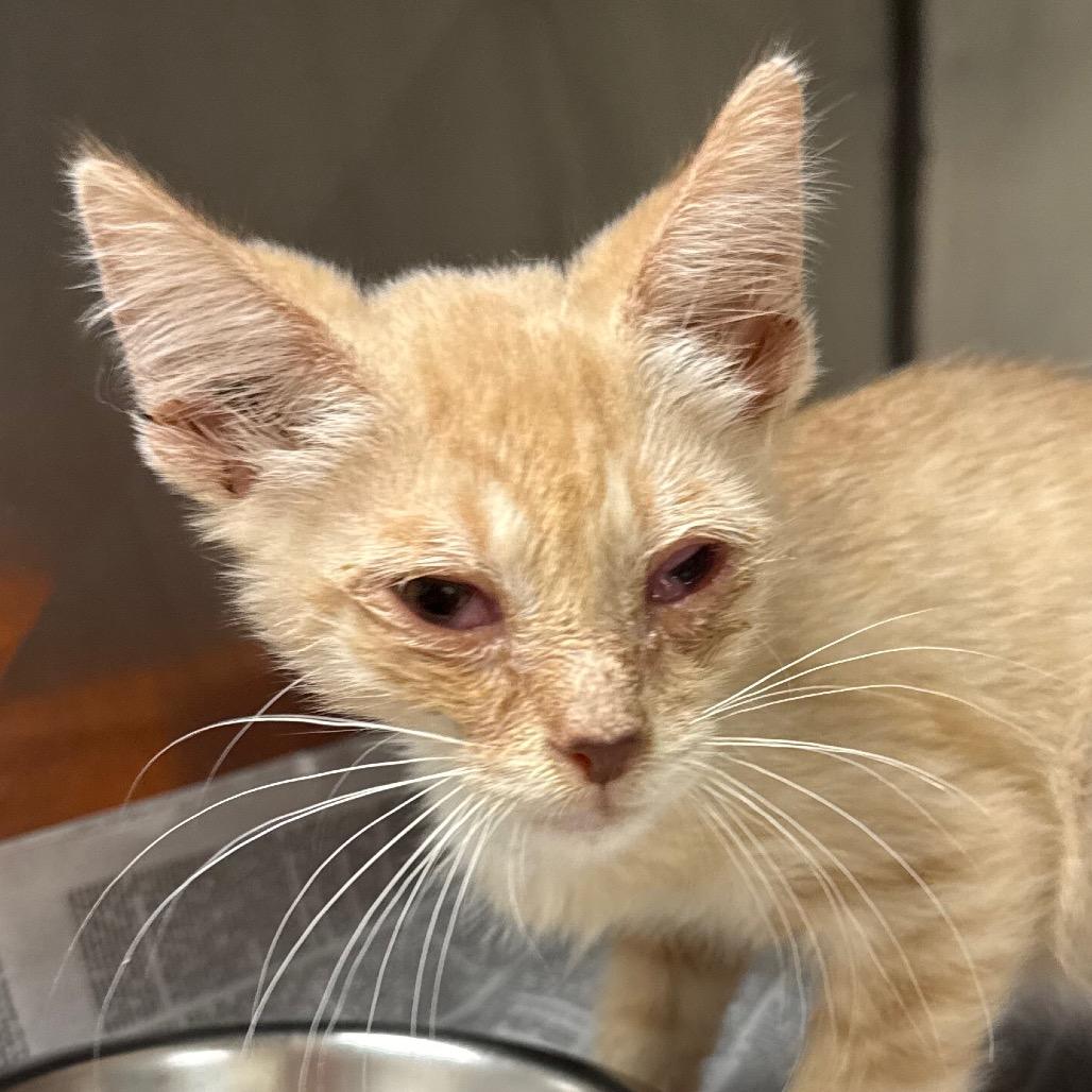 James, Adoptable, Kitten Male Domestic Short Hair.