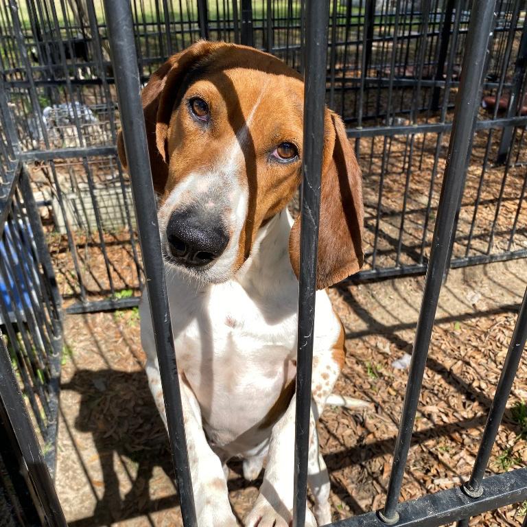 Sam, Adoptable, Adult Male Mixed Breed.