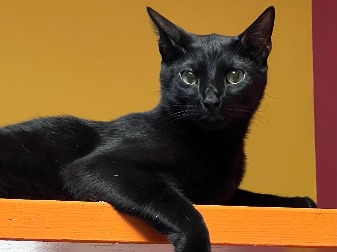 Enlarge Skrunchy, a Adoptable Domestic Short Hair in Topeka, KS image 1/2