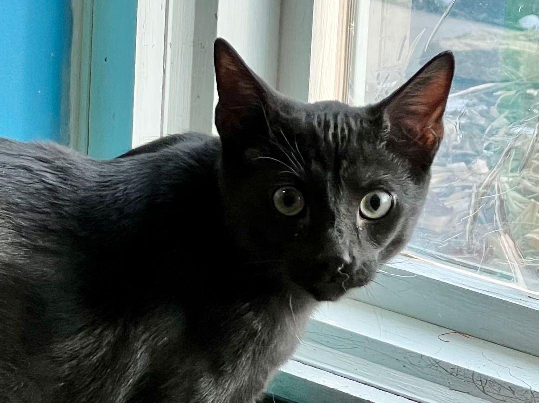 Enlarge Skrunchy, a Adoptable Domestic Short Hair in Topeka, KS image 2/2