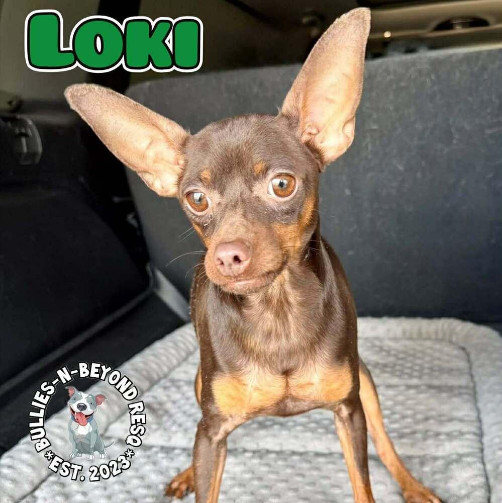 Loki, Adoptable, Adult Male Miniature Pinscher.
