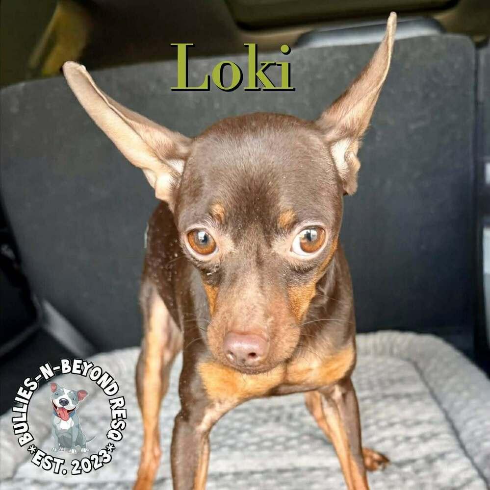 Enlarge Loki, a Adoptable Miniature Pinscher in Omaha, NE image 2/3