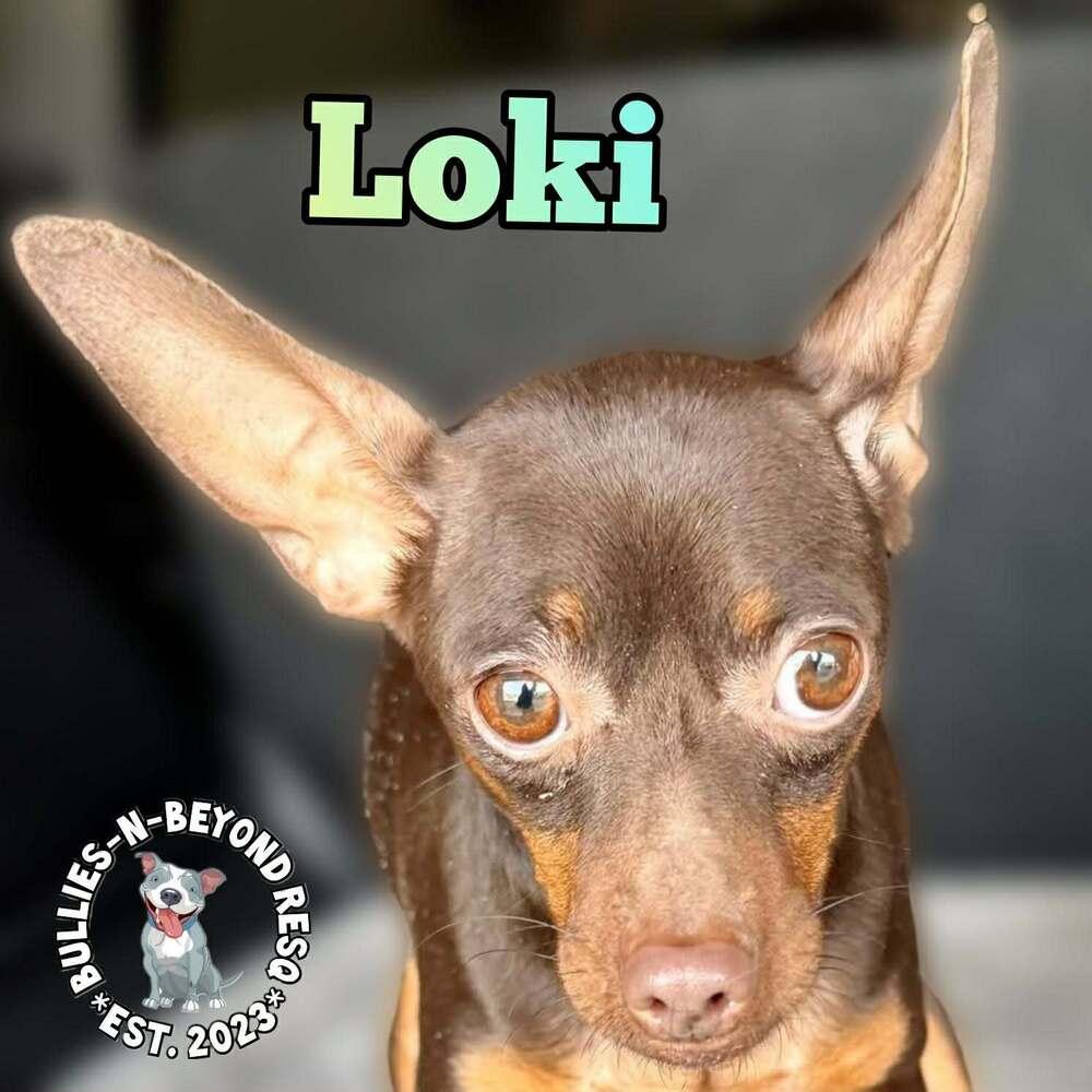 Enlarge Loki, a Adoptable Miniature Pinscher in Omaha, NE image 3/3