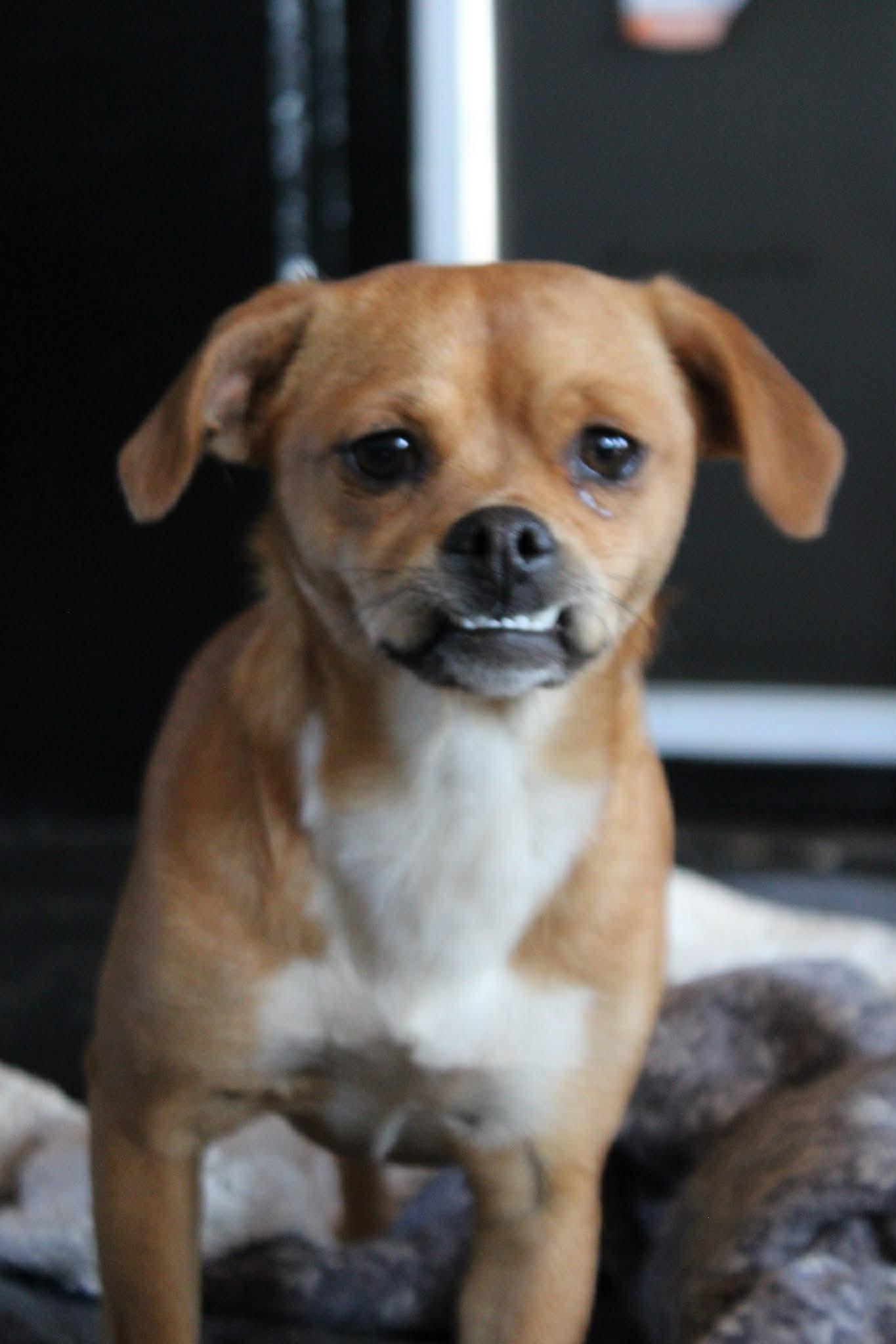 Miss Peach, an adoptable mixed breed in Piedmont, OK image 2/3