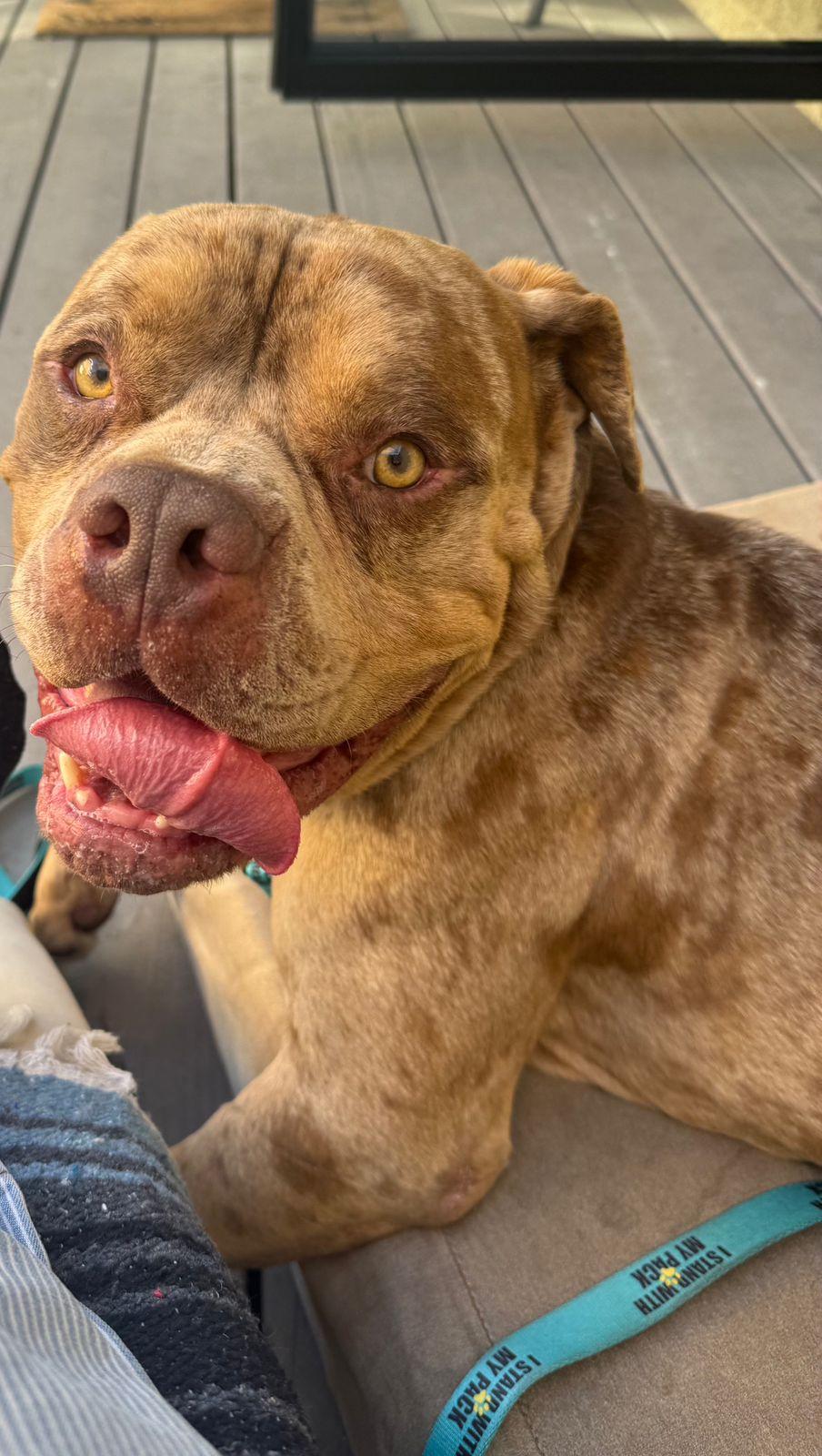 Enlarge Scooby, a ADOPTABLE American Bulldog in Los Angeles, CA image 1/6