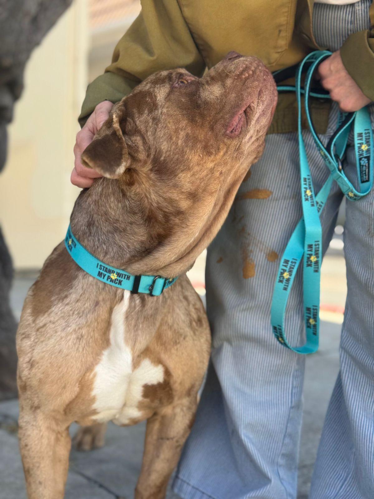 Enlarge Scooby, a ADOPTABLE American Bulldog in Los Angeles, CA image 2/6