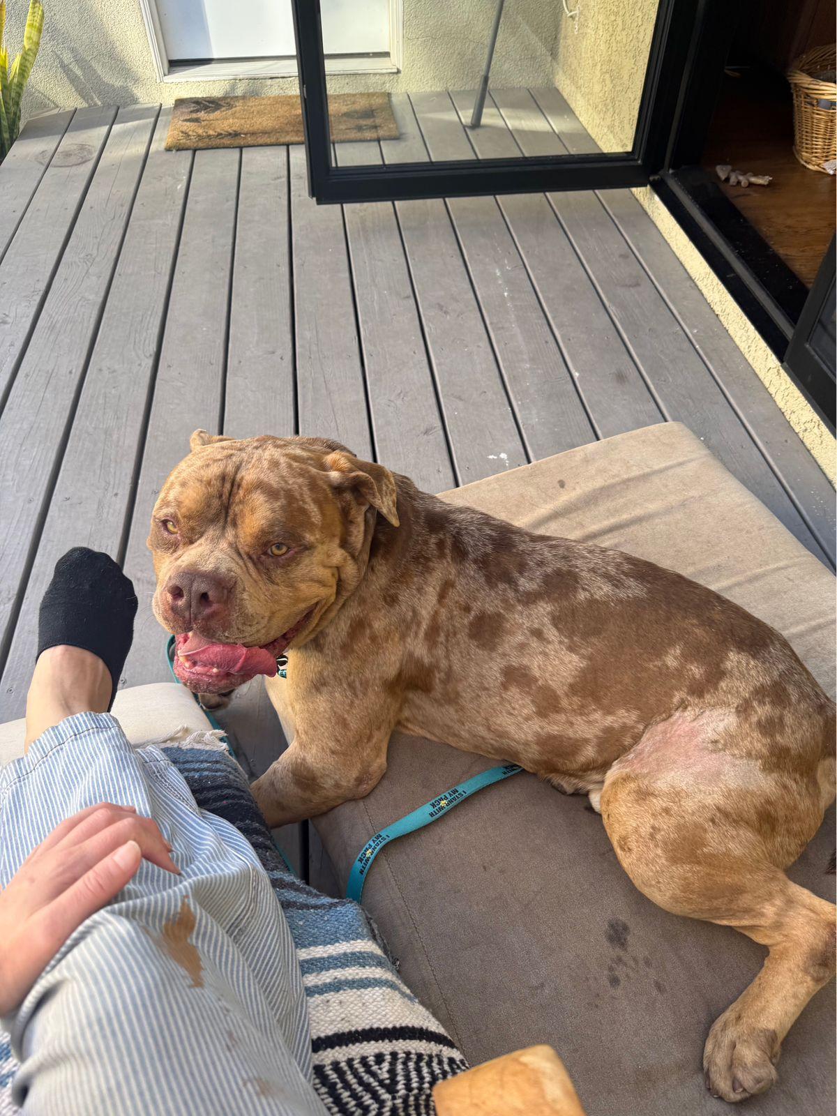 Enlarge Scooby, a ADOPTABLE American Bulldog in Los Angeles, CA image 3/6