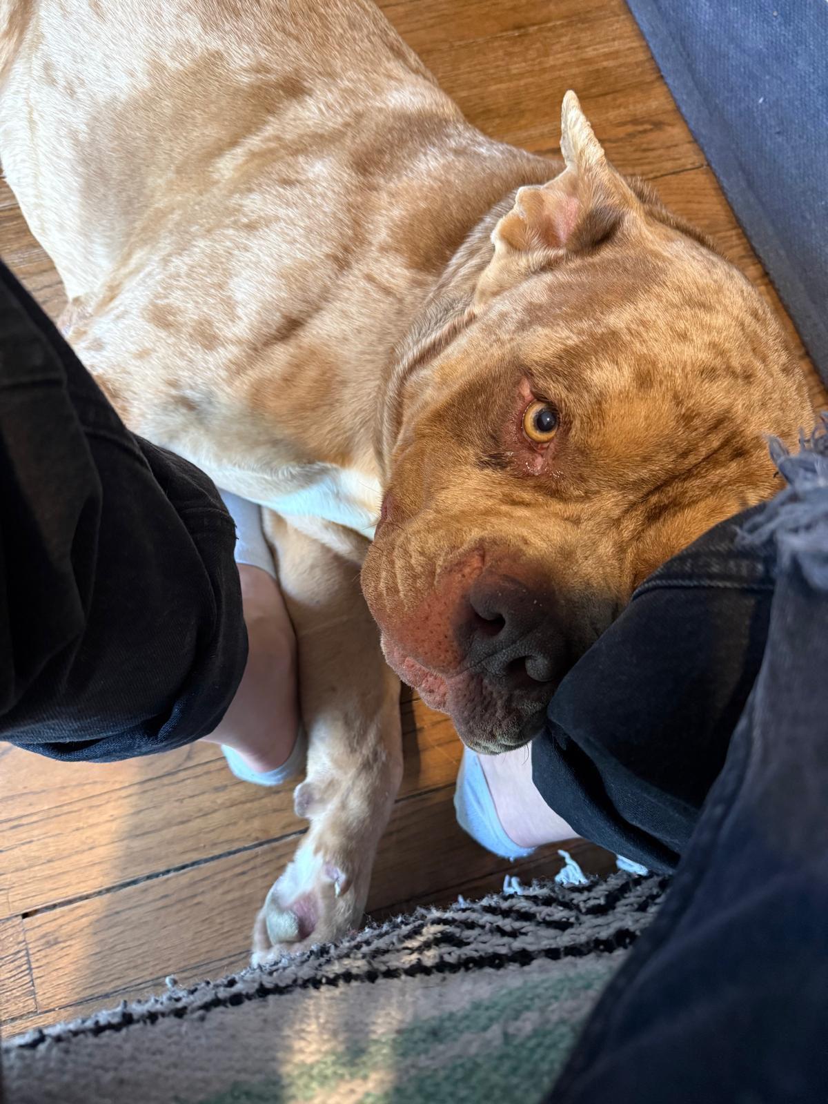 Enlarge Scooby, a ADOPTABLE American Bulldog in Los Angeles, CA image 4/6