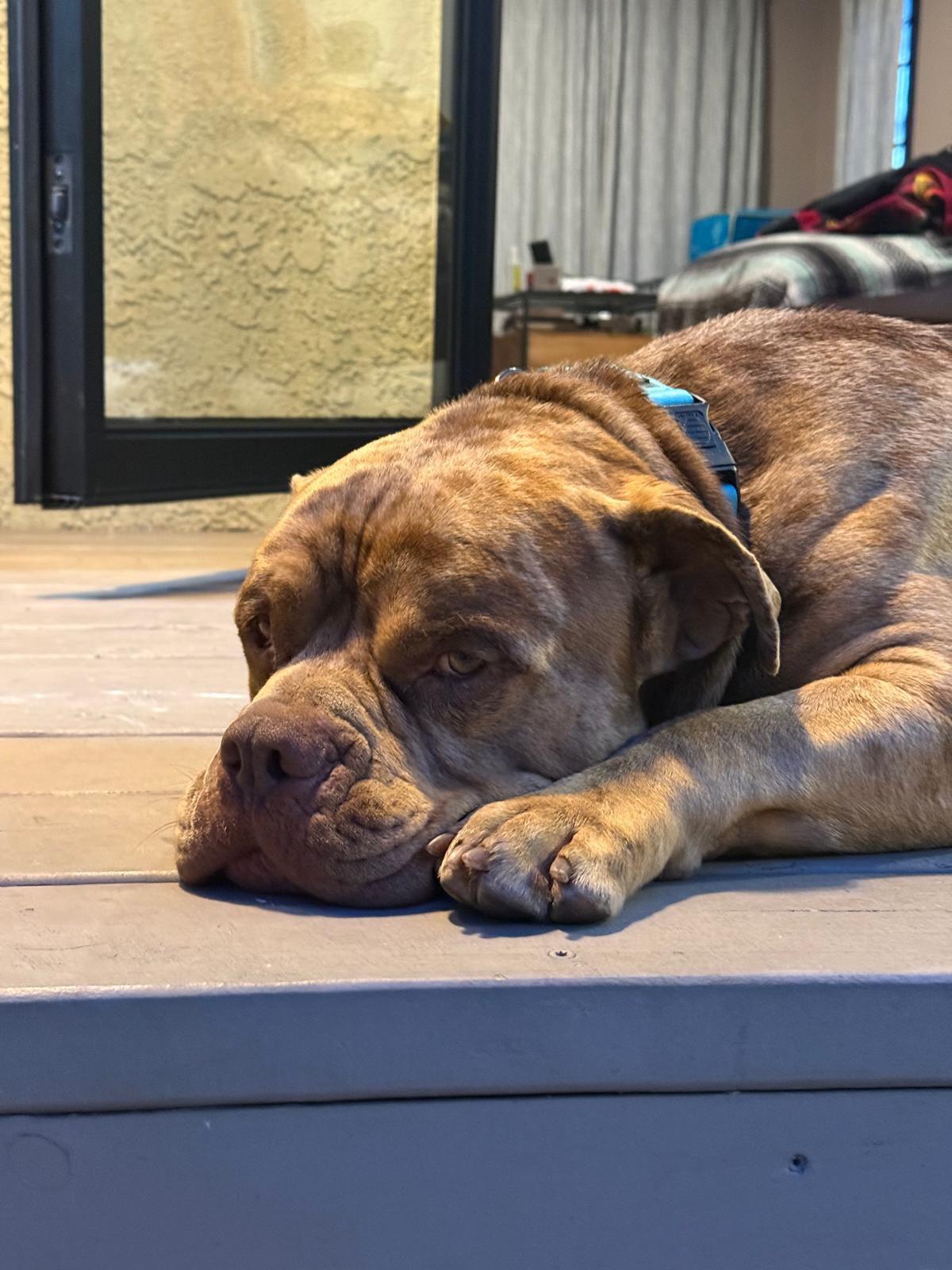 Enlarge Scooby, a ADOPTABLE American Bulldog in Los Angeles, CA image 6/6