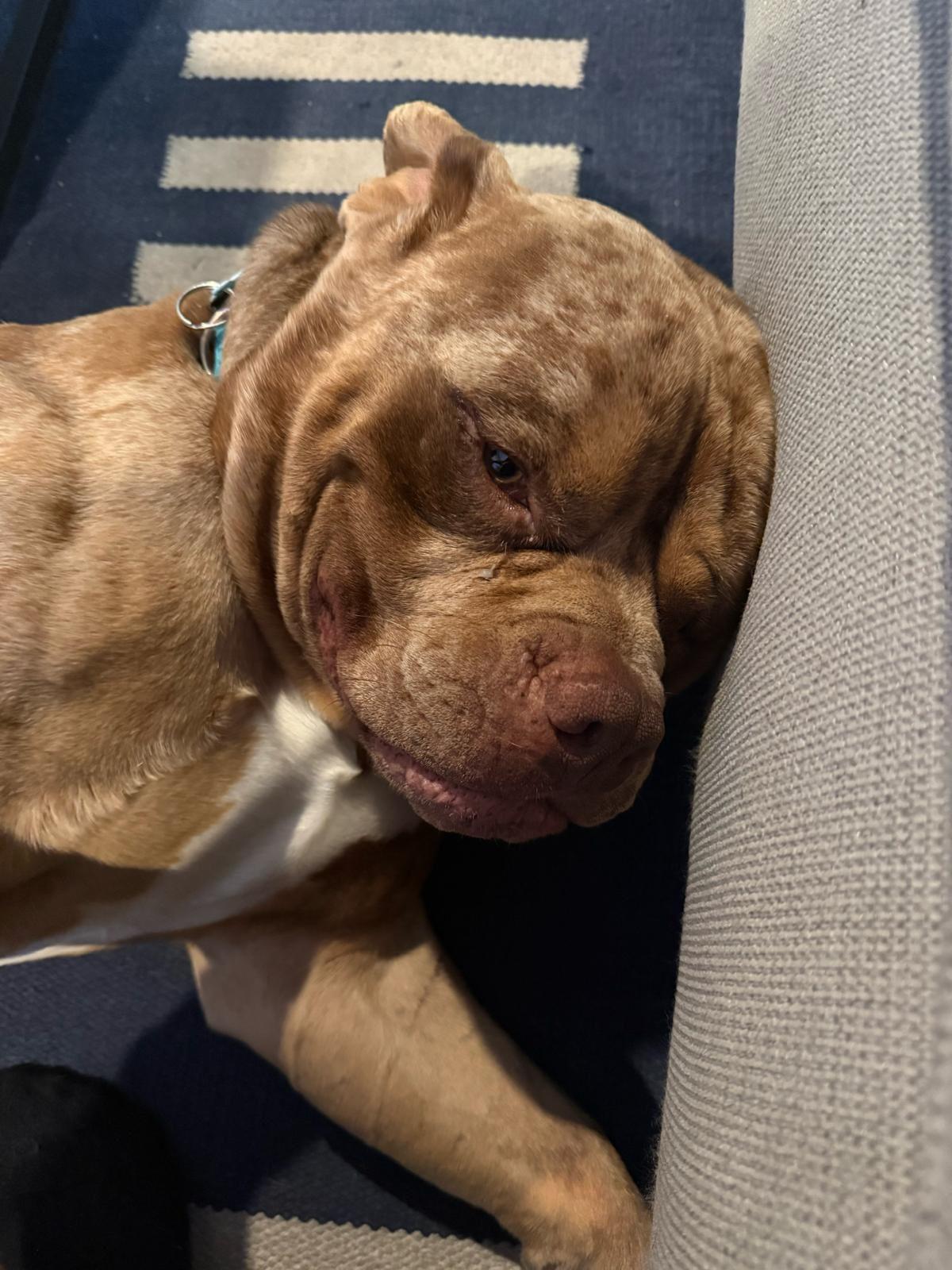 Enlarge Scooby, a ADOPTABLE American Bulldog in Los Angeles, CA image 5/6