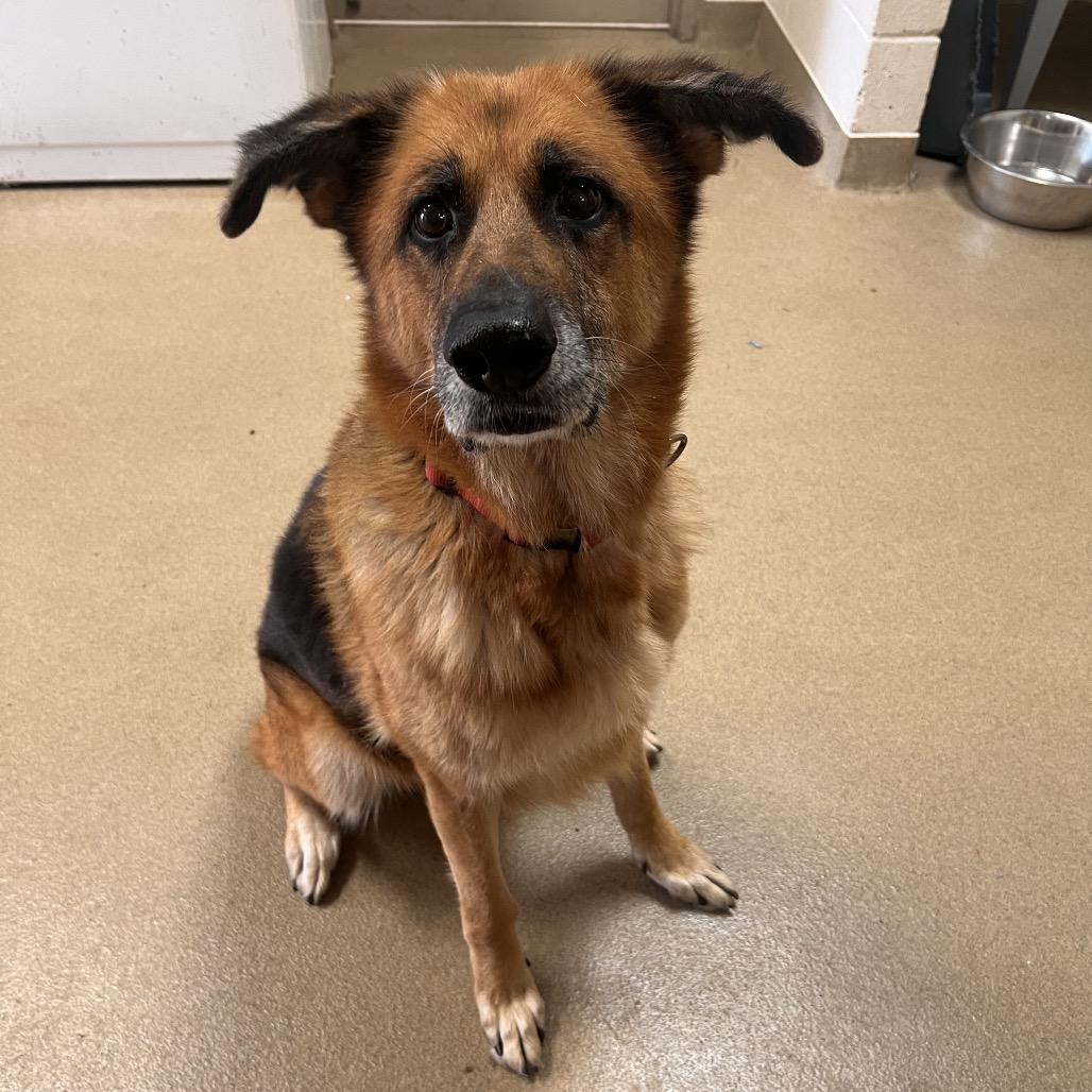 Enlarge Joy, a Adoptable German Shepherd Dog in Columbus, GA image 1/3