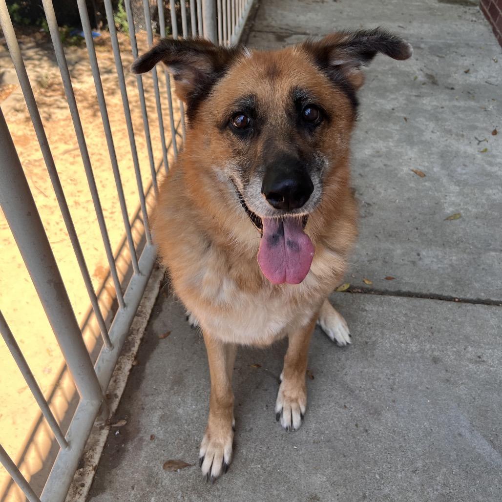 Enlarge Joy, a Adoptable German Shepherd Dog in Columbus, GA image 2/3