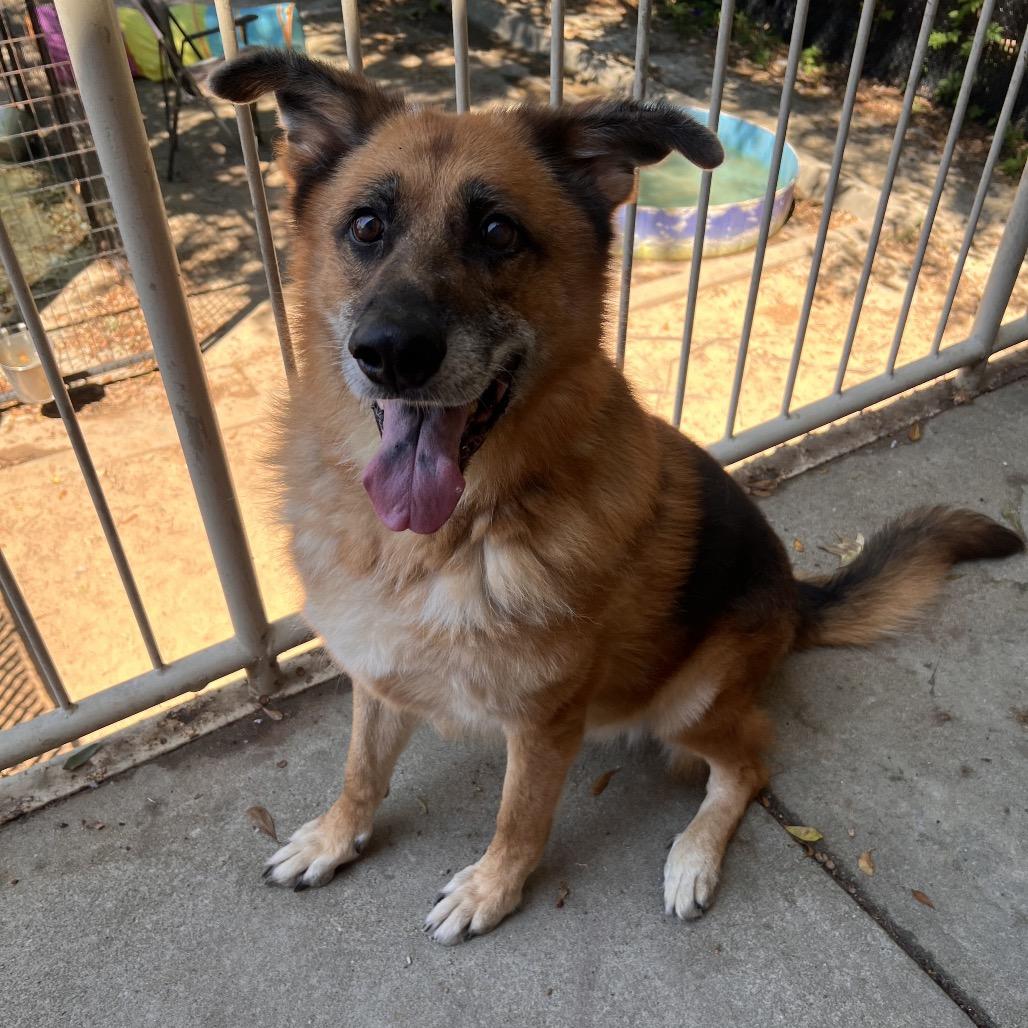 Enlarge Joy, a Adoptable German Shepherd Dog in Columbus, GA image 3/3