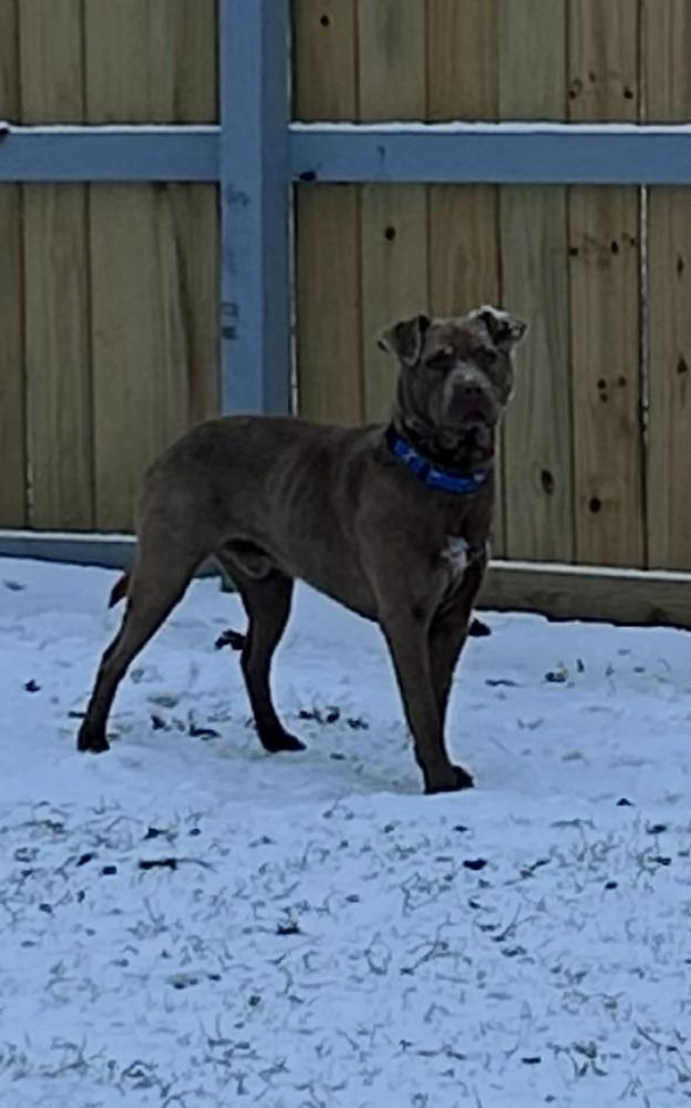 Enlarge Rocket, a Adoptable mixed breed in Dutton, VA image 1/2