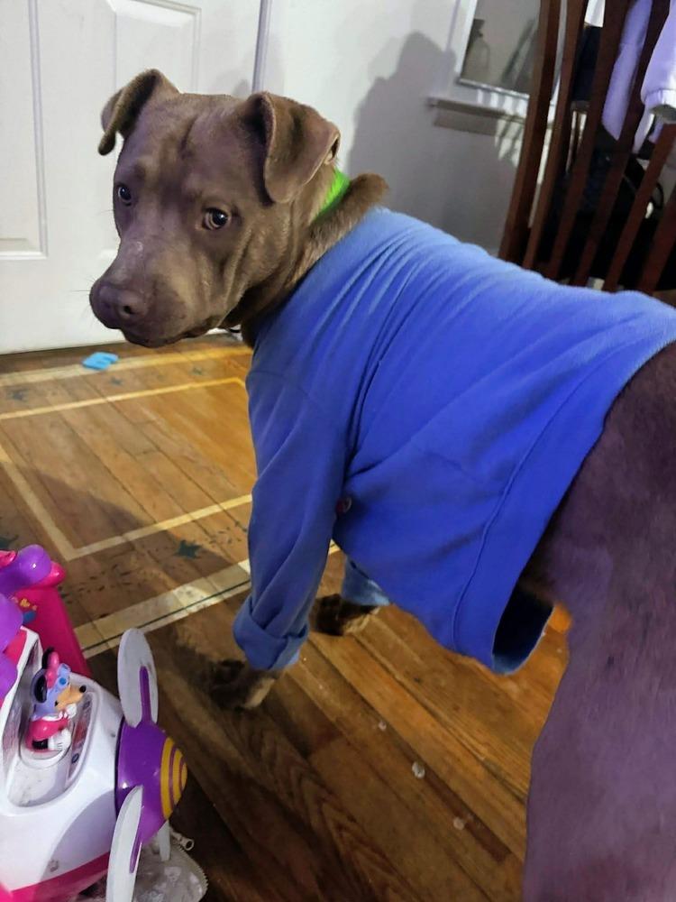 Enlarge Rocket, a Adoptable mixed breed in Dutton, VA image 2/2