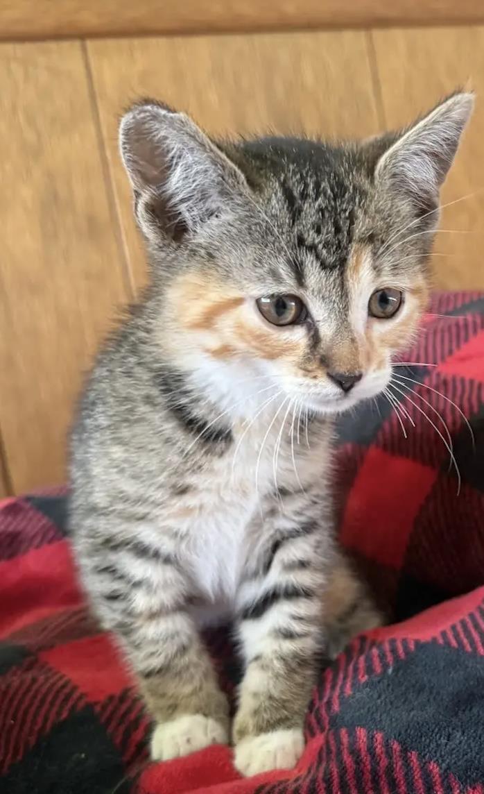 Sunflower, Adoptable, Kitten Female Domestic Short Hair.