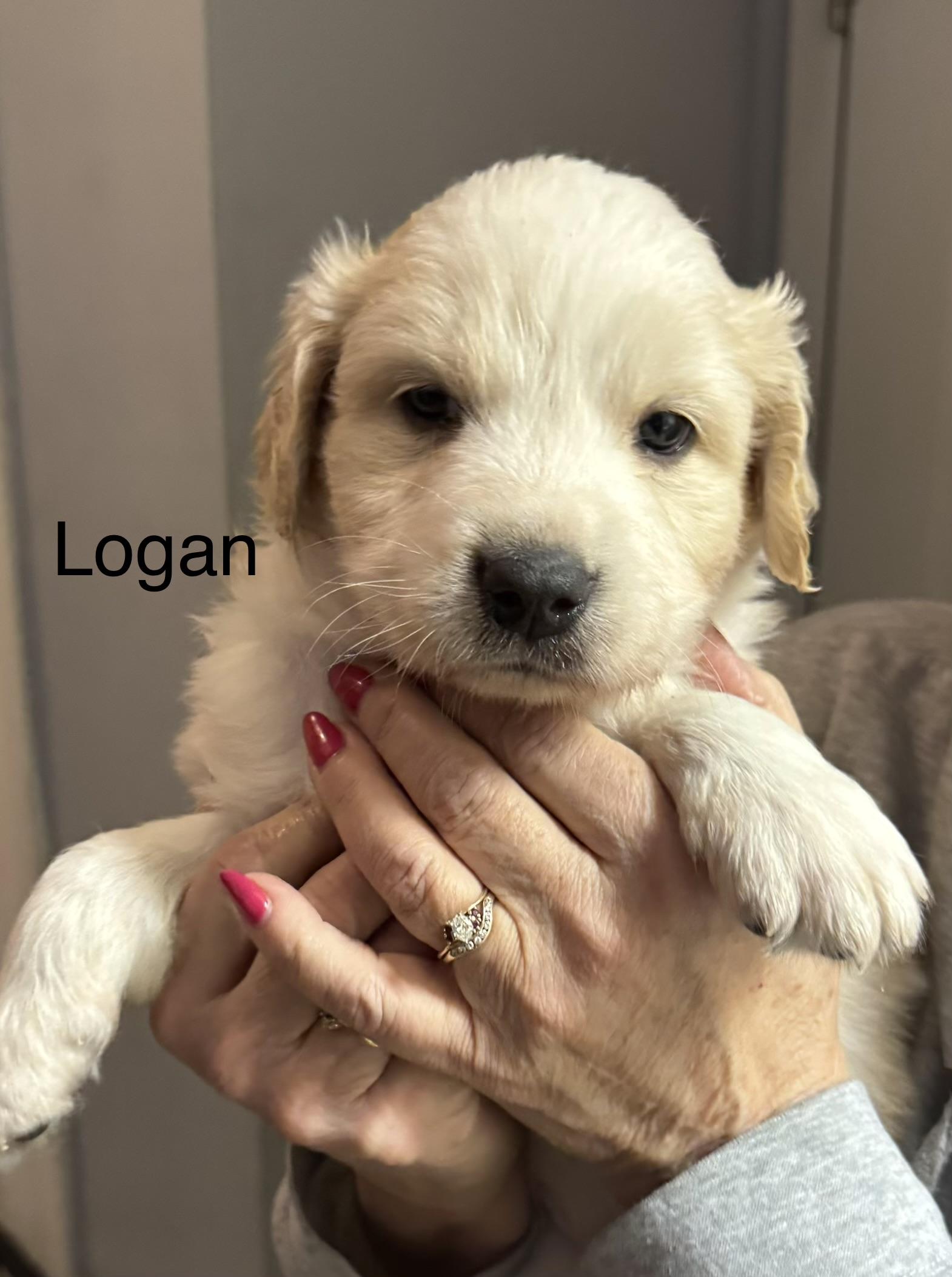 Logan (Male) , an adopted mixed breed in West Grove, PA image 4/5