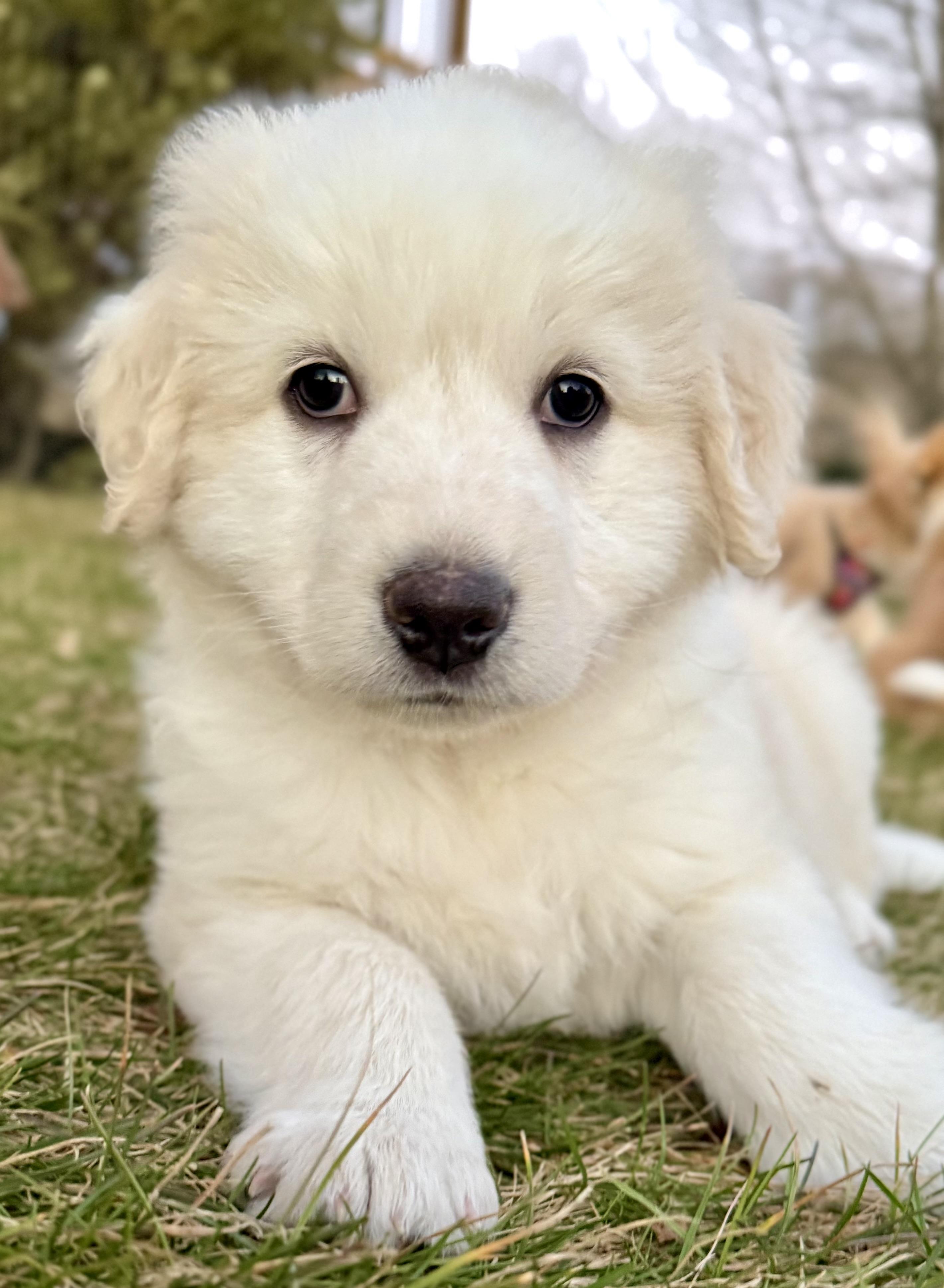 Logan  (Male)   , adopted, Puppy Male Great Pyrenees & Border Collie.