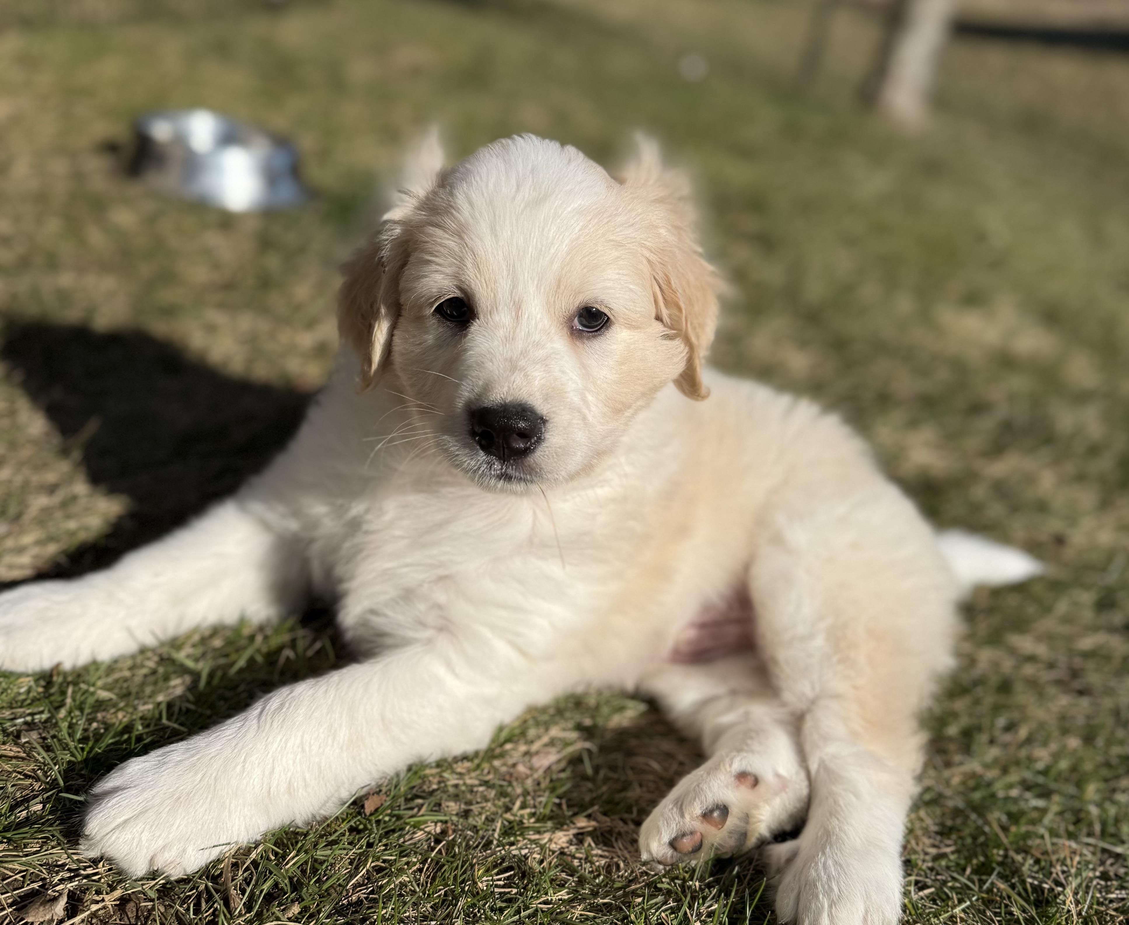 Logan (Male) , an adopted mixed breed in West Grove, PA image 3/5