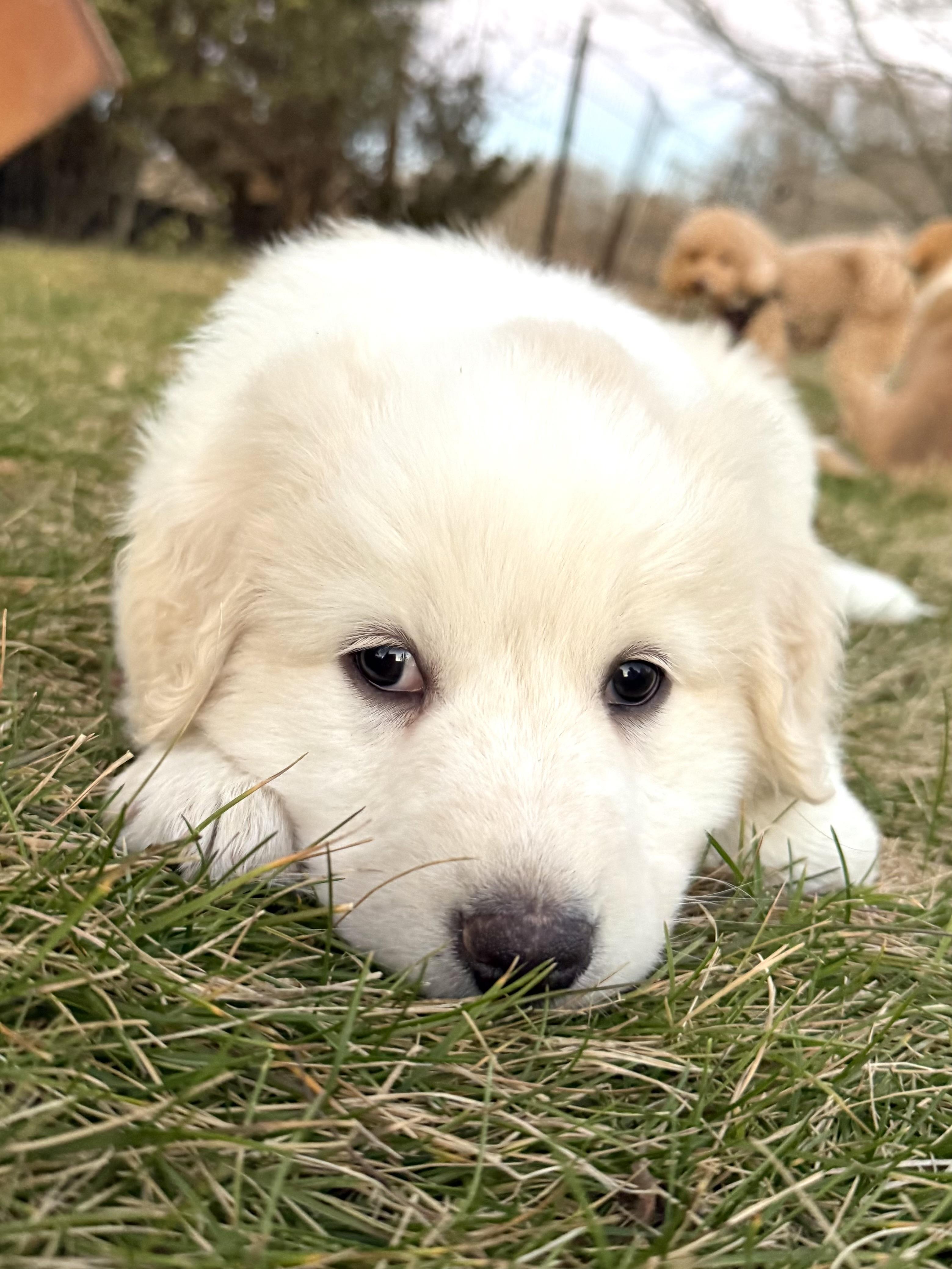 Logan (Male) , an adopted mixed breed in West Grove, PA image 2/5