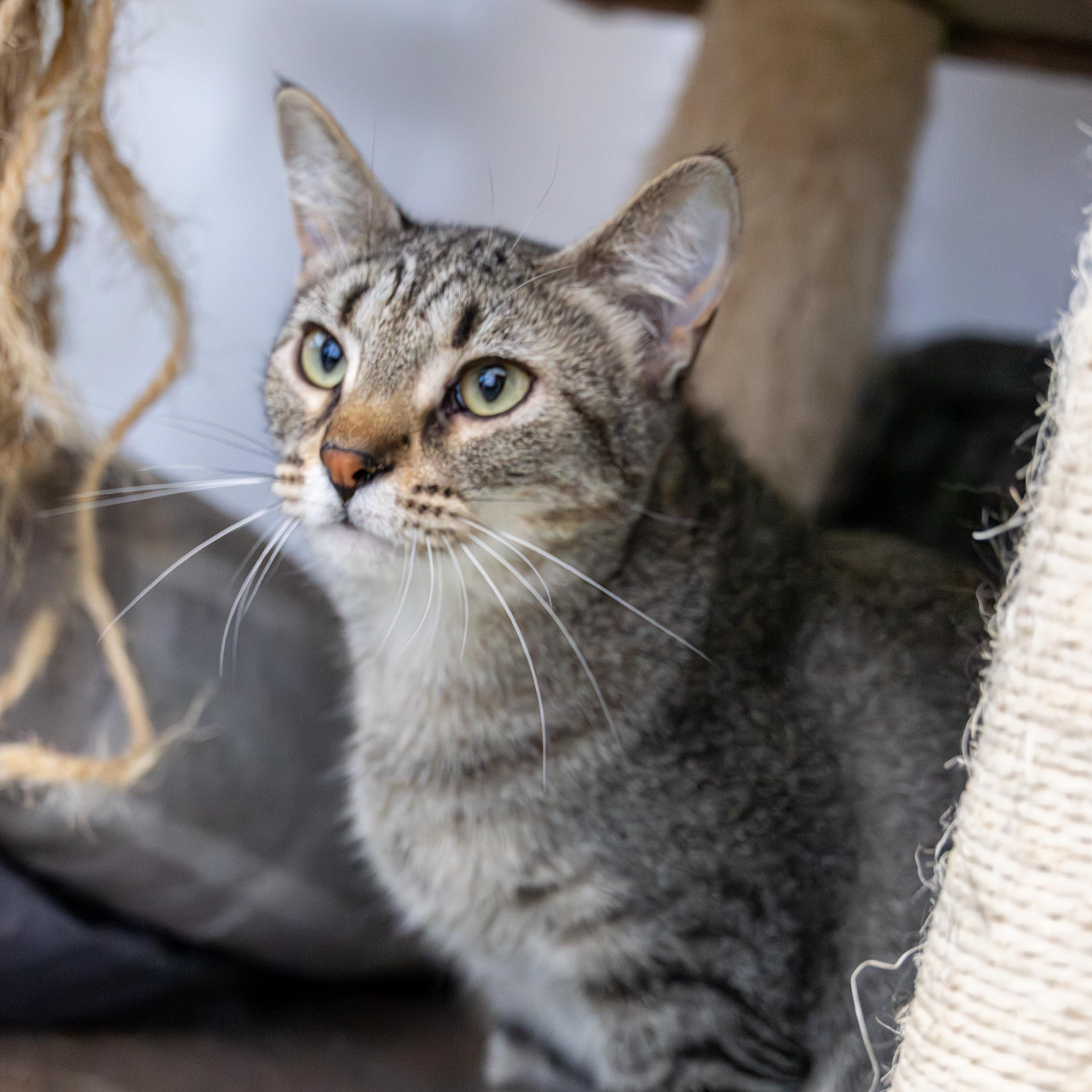 Sparrow, an adoptable Domestic Short Hair in Richland Center, WI, 53581 | Photo Image 3