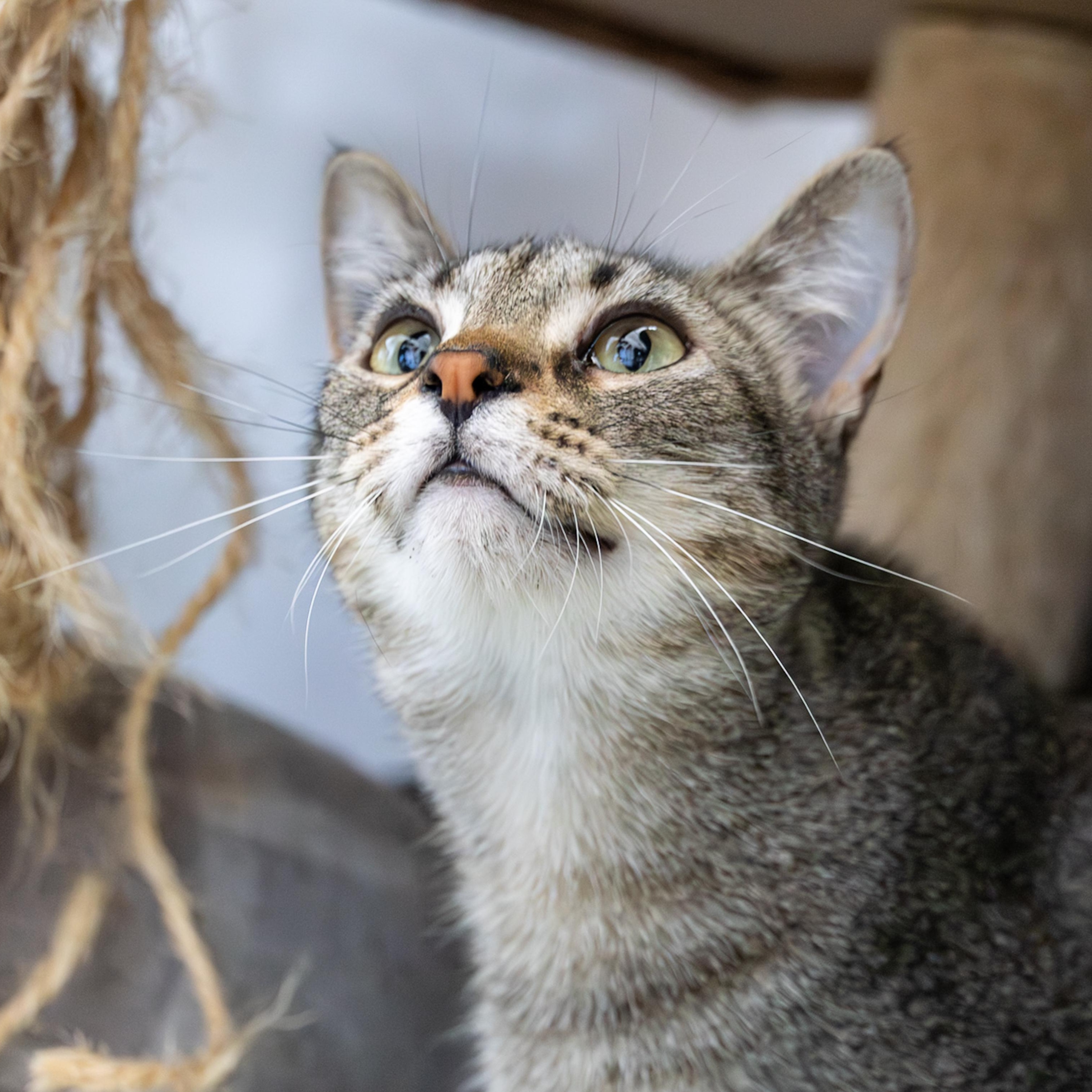 Sparrow, an adoptable Domestic Short Hair in Richland Center, WI, 53581 | Photo Image 5