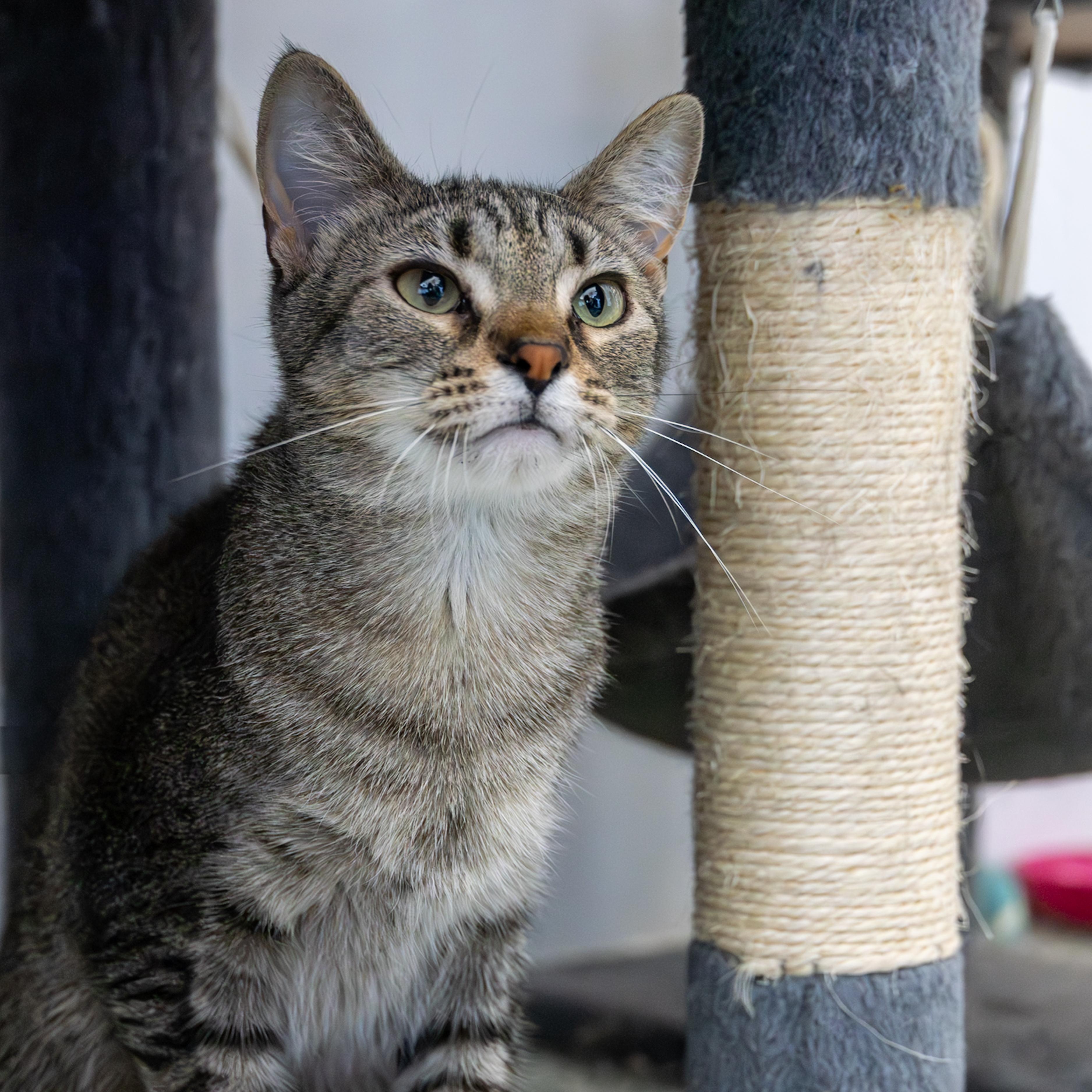 Sparrow, an adoptable Domestic Short Hair in Richland Center, WI, 53581 | Photo Image 6