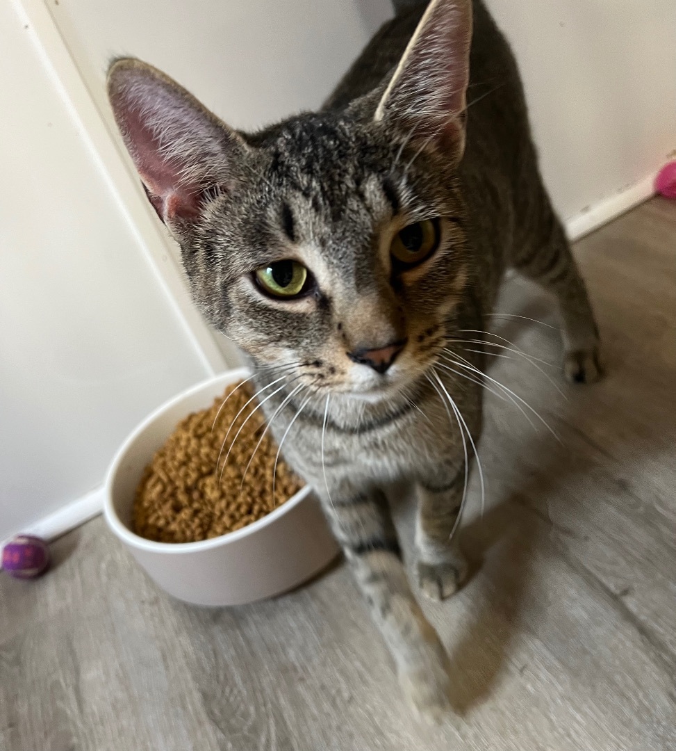 Sam, a Adoptable Domestic Short Hair in Knoxville, GA image 1/4