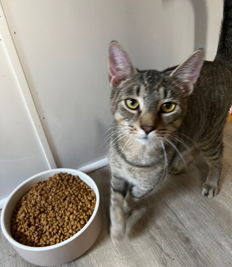 Sam, a Adoptable Domestic Short Hair in Knoxville, GA image 2/4