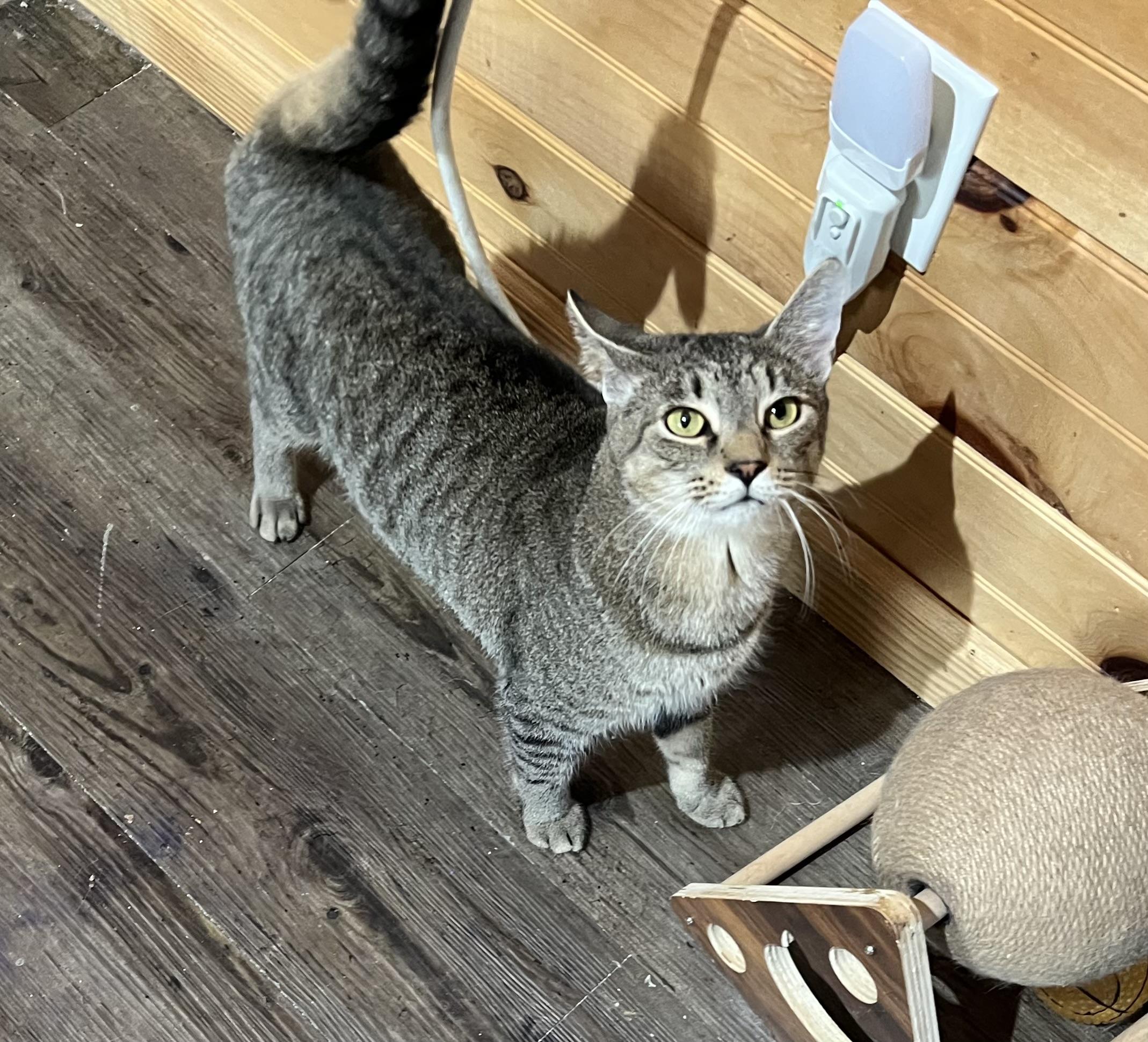 Enlarge Sam, a Adoptable Domestic Short Hair in Knoxville, GA image 3/4
