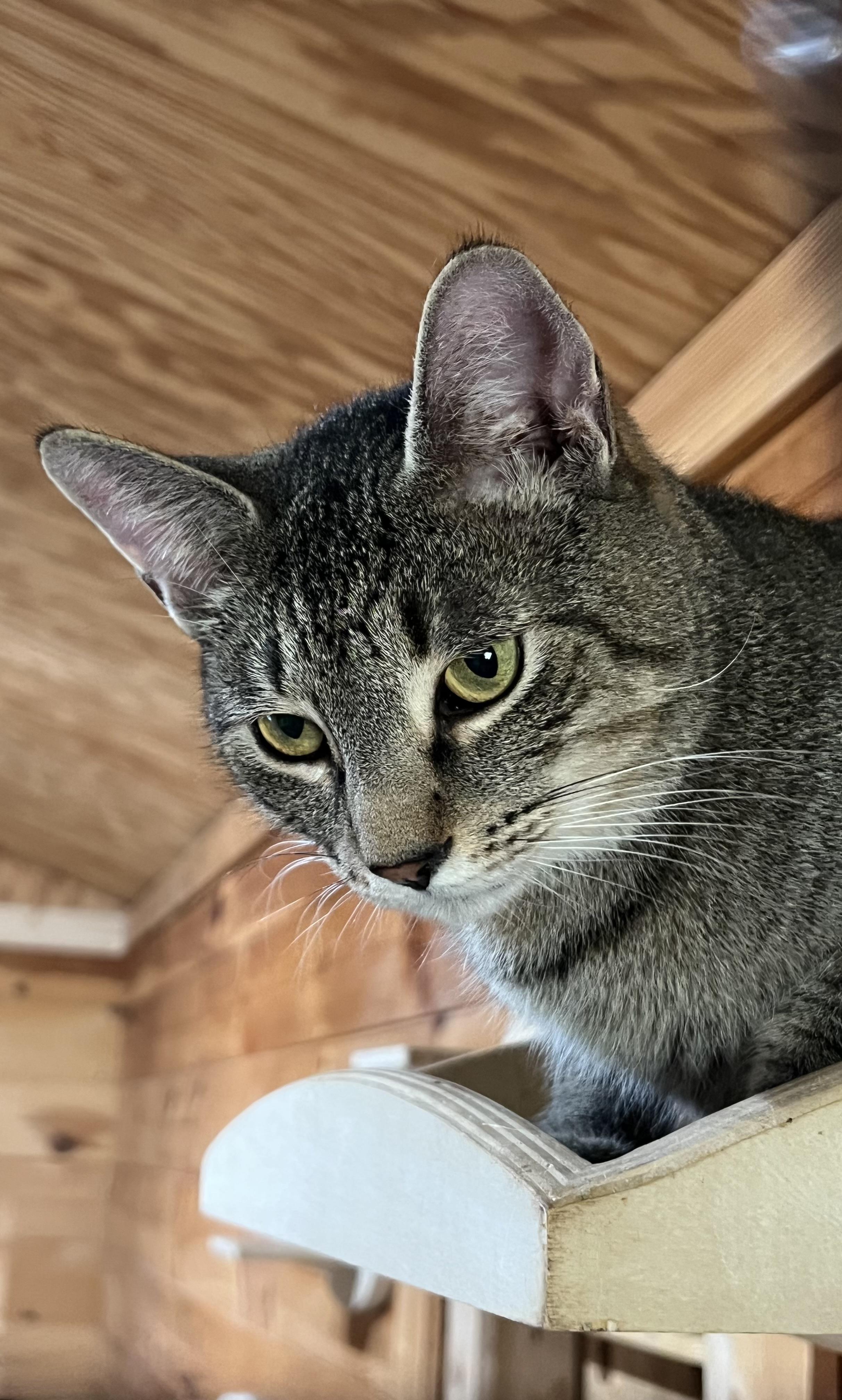 Enlarge Sam, a Adoptable Domestic Short Hair in Knoxville, GA image 1/4