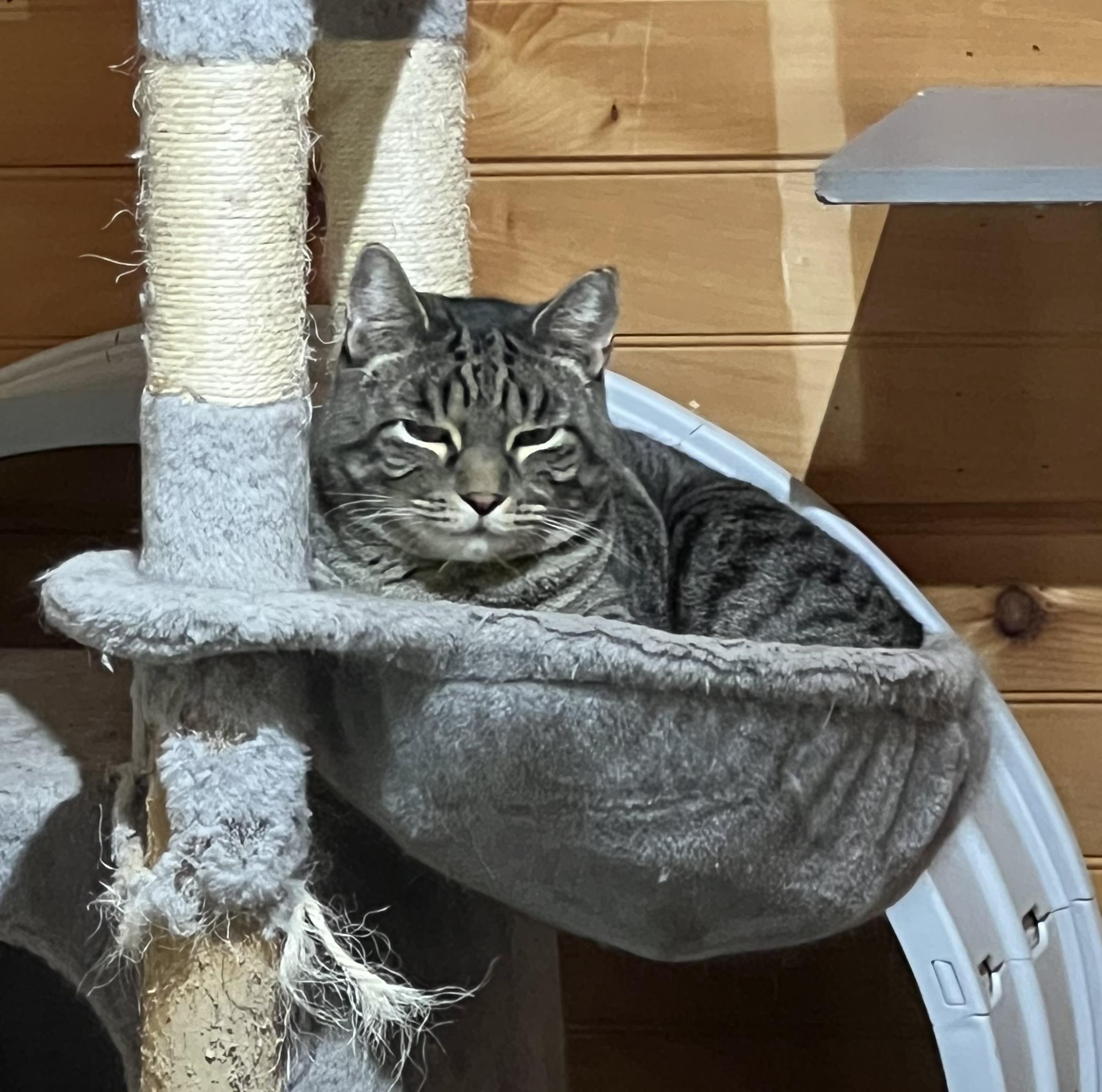 Enlarge Sam, a Adoptable Domestic Short Hair in Knoxville, GA image 2/4