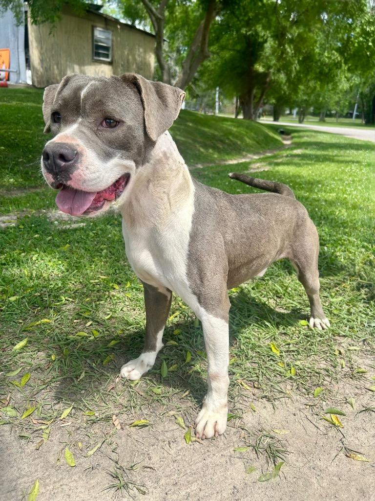 Lucas, Adoptable, Young Male Pit Bull Terrier & Mixed Breed.