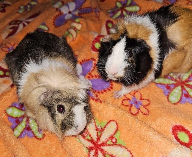 Enlarge Cranberry & Squash, a Adopted Guinea Pig in Amherst, NY image 1/1