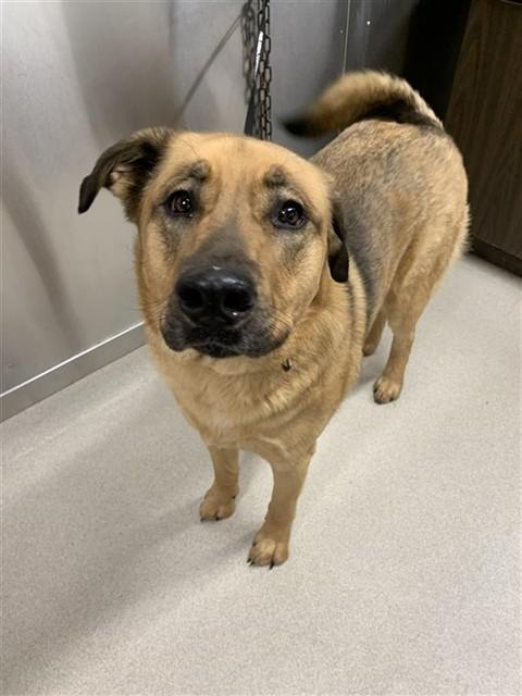 Enlarge KOVU, a Adoptable mixed breed in Fairbanks, AK image 1/1