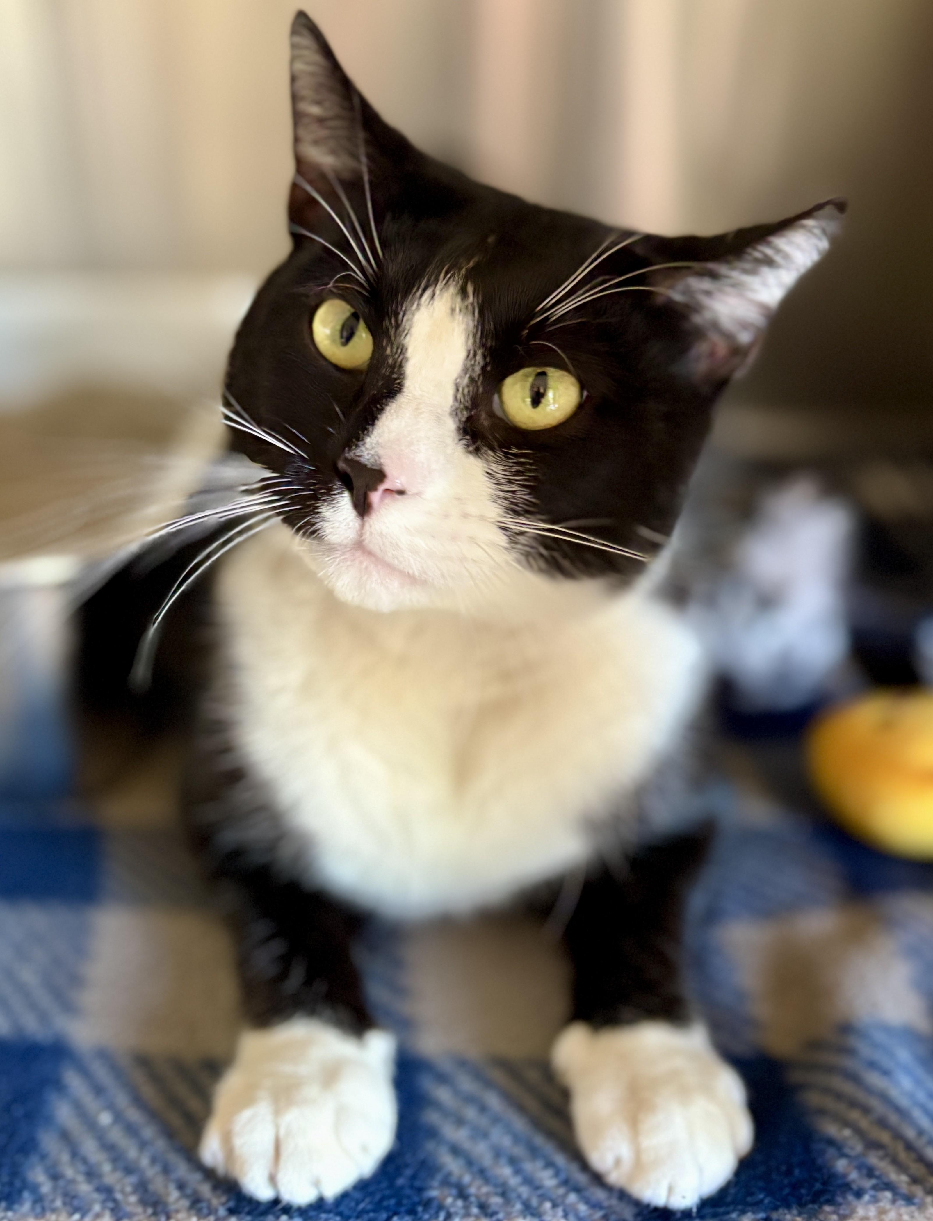 Enlarge LOUIS, a Adoptable Tuxedo in Prescott, AZ image 3/6