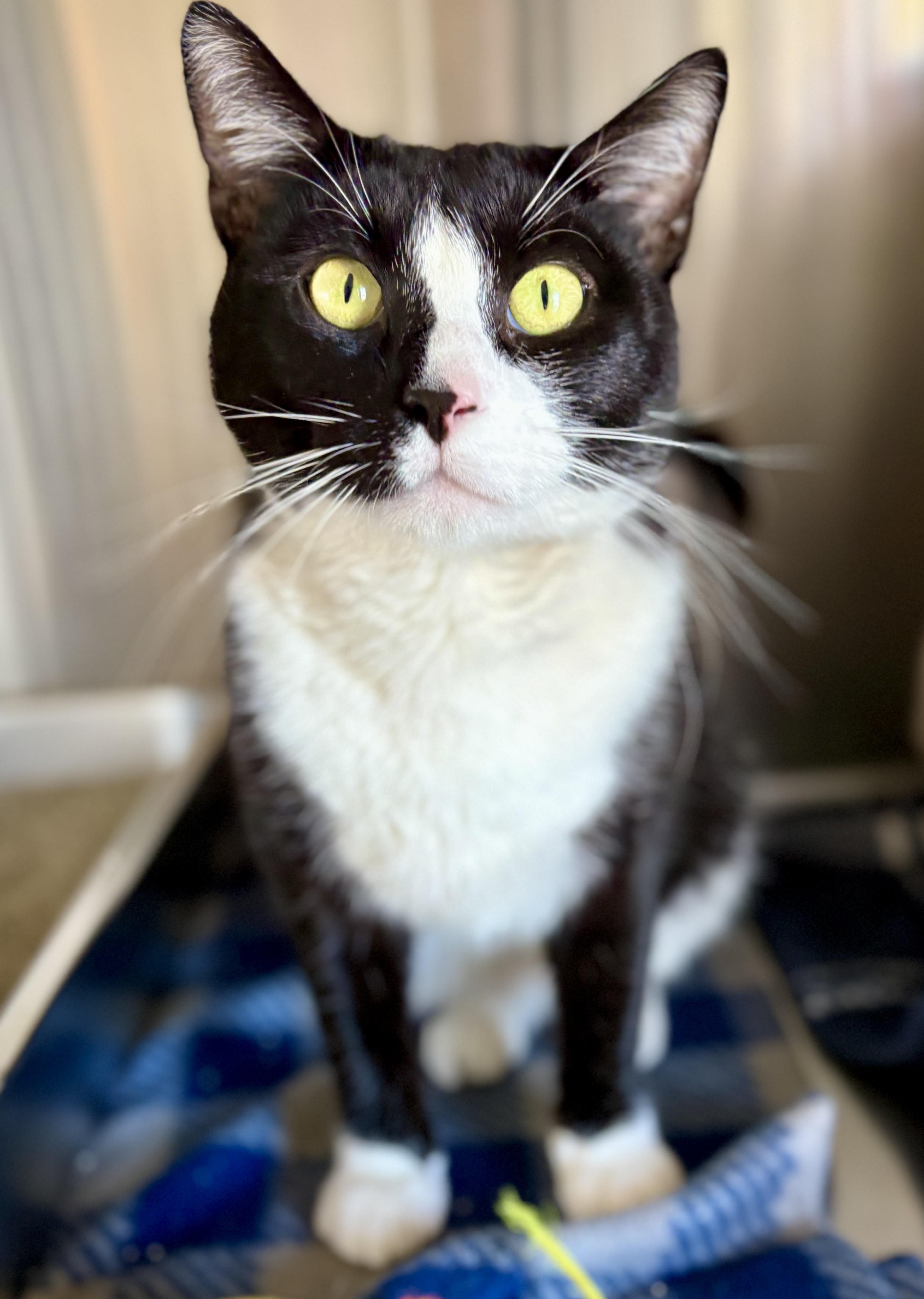 Enlarge LOUIS, a Adoptable Tuxedo in Prescott, AZ image 4/6