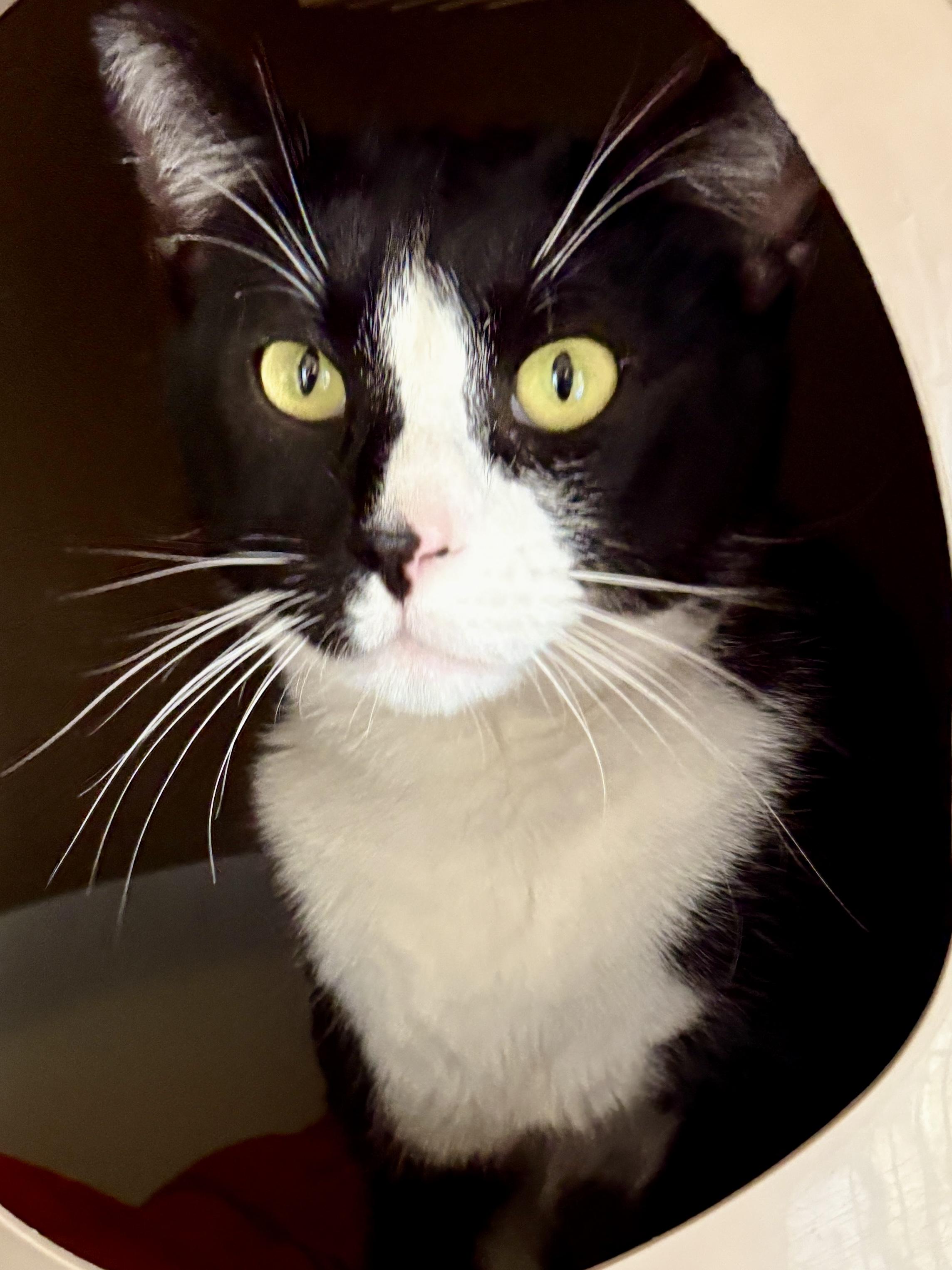 LOUIS, Adoptable, Adult Male Tuxedo.